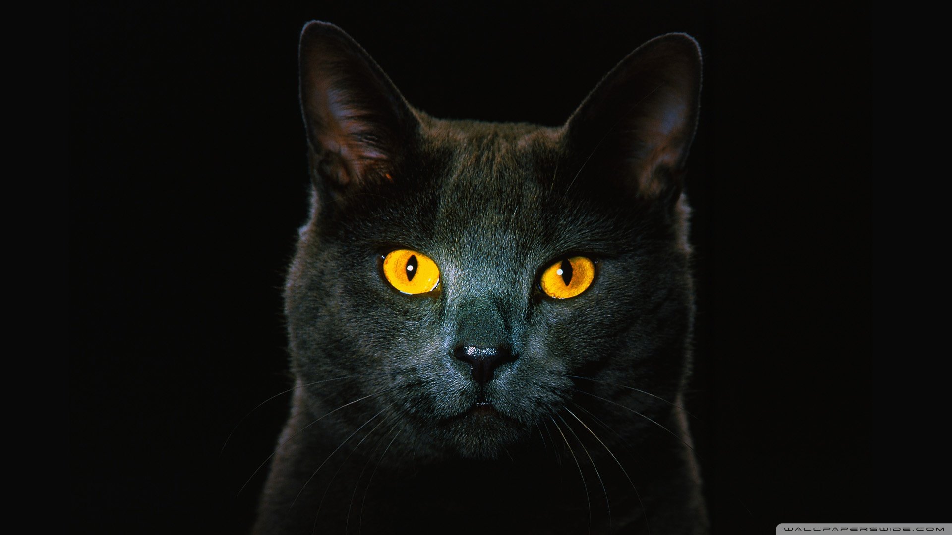 动物 古灵精怪 喵星人 猫 可爱 萌