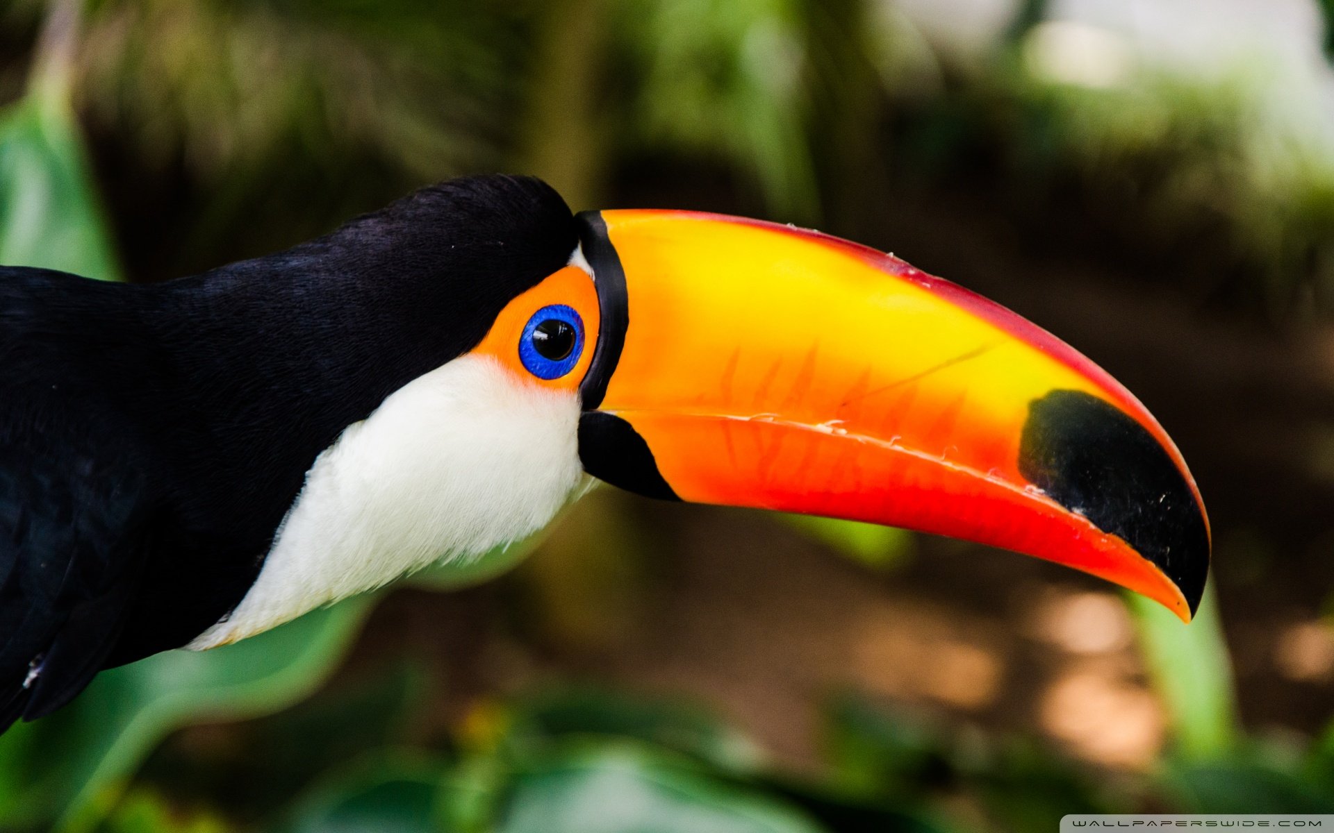 动物 野生动物 飞禽 鸟 飞翔  鹦鹉 五颜六色 彩色 色彩