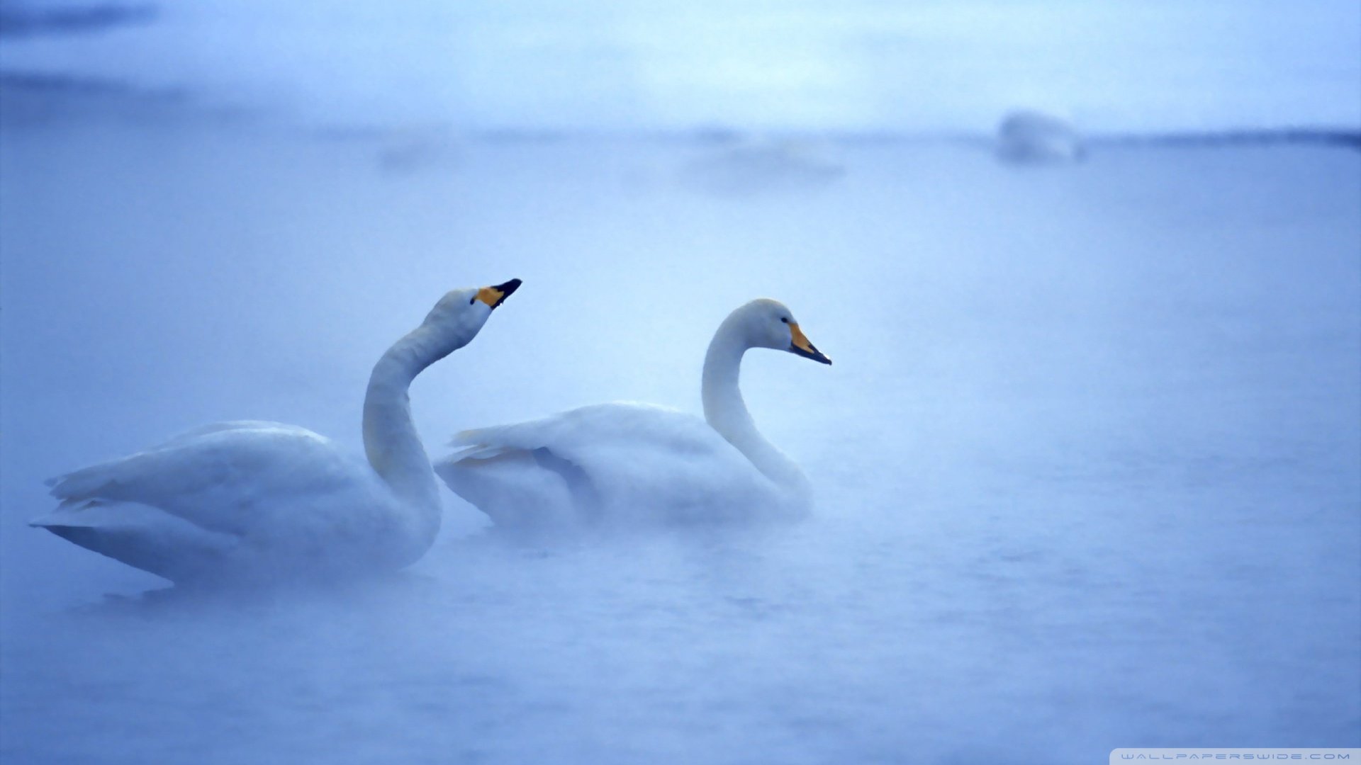 动物 野生动物 飞禽 鸟 飞翔  天鹅