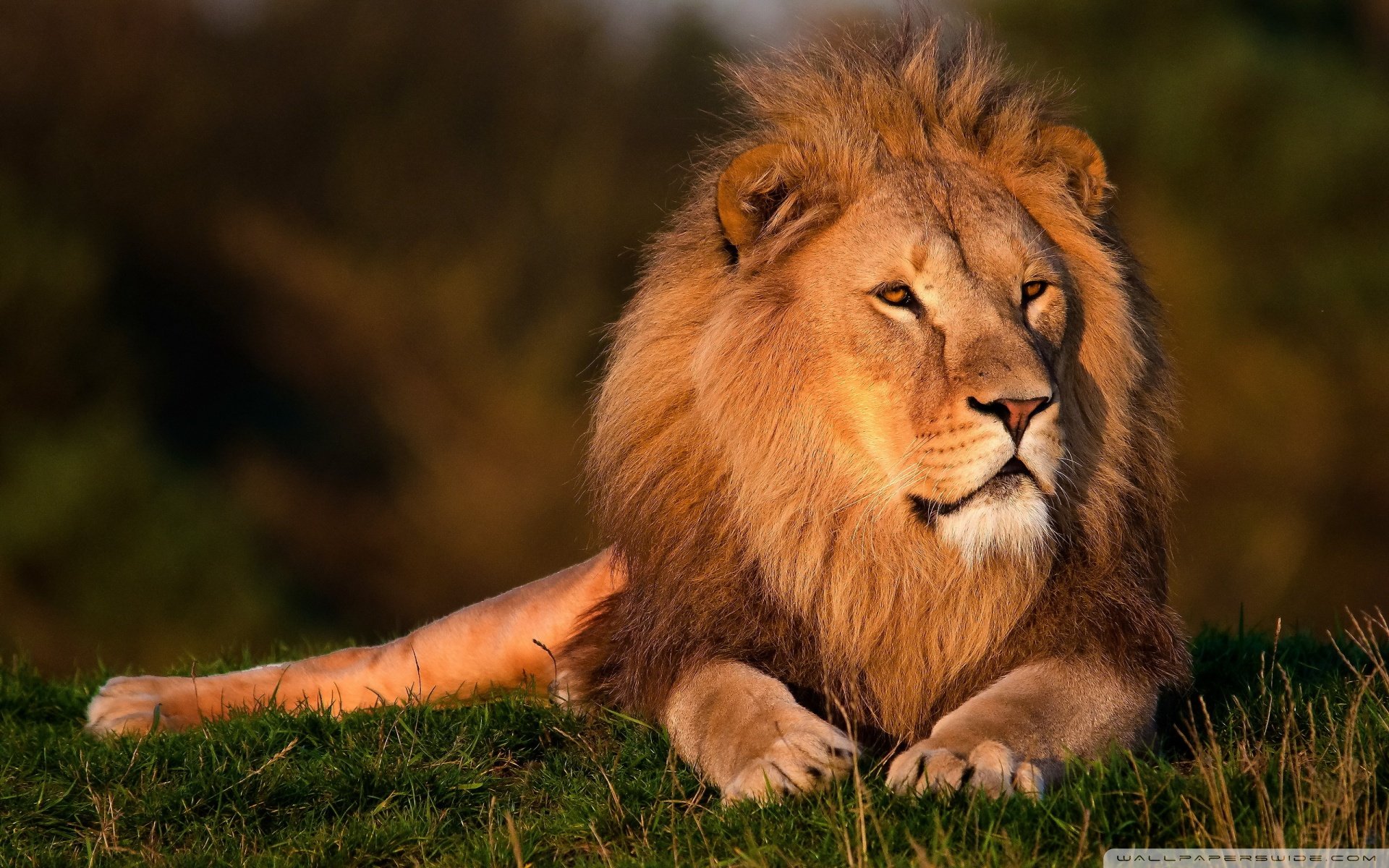 动物 野生动物 狮子