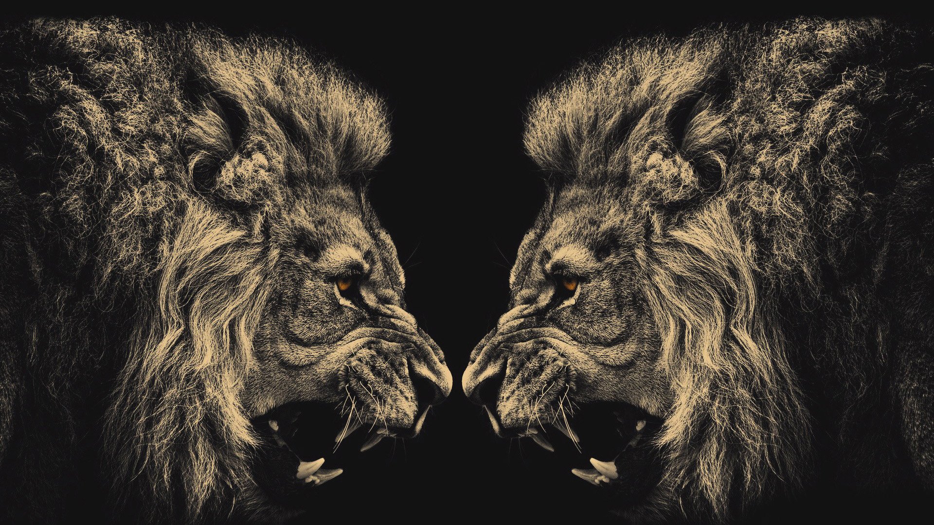 动物 野生动物 狮子