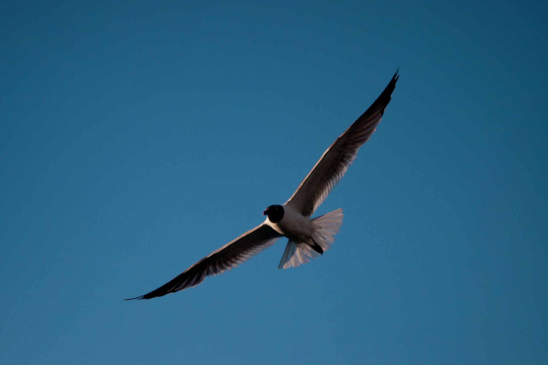 动物 野生动物 飞禽 鸟 飞翔  猫头鹰