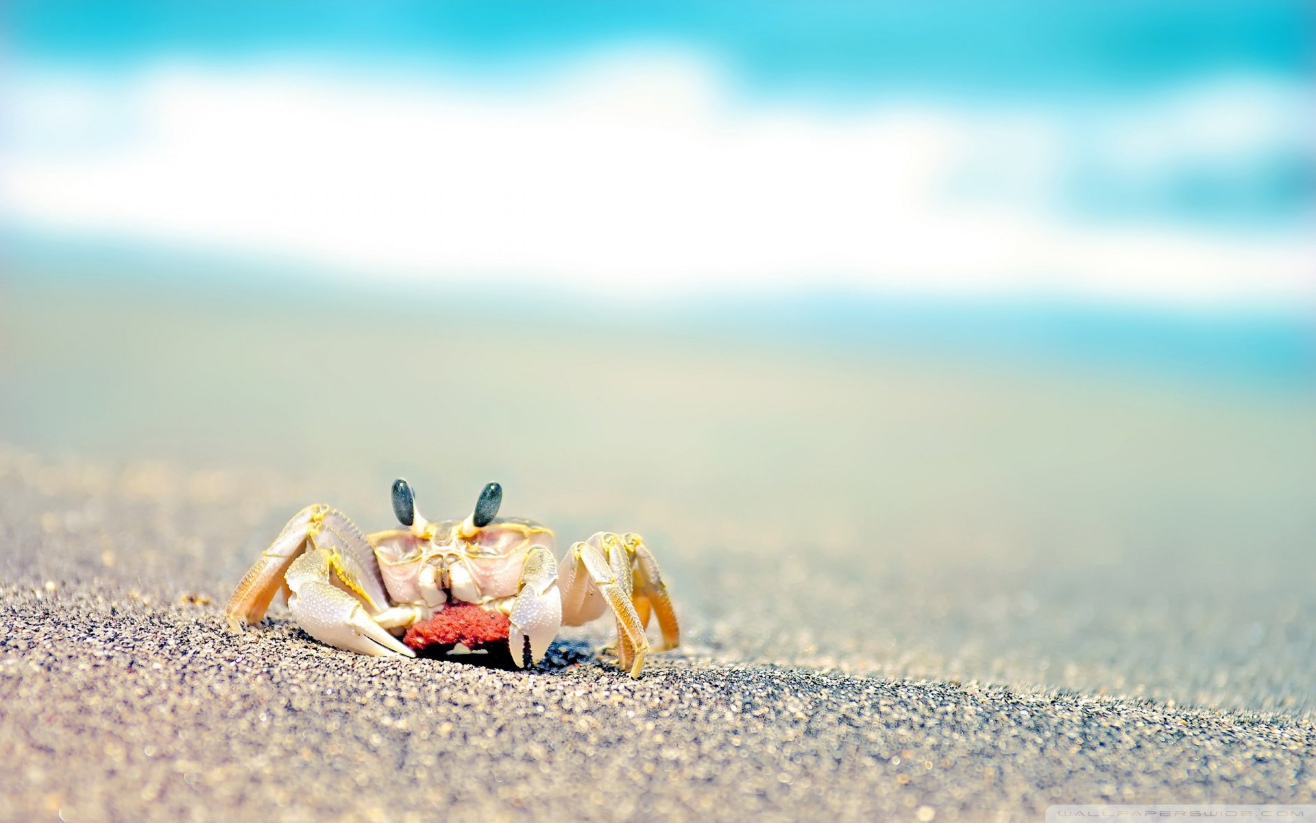 动物 野生动物 海洋天堂 海底世界 螃蟹 海边 沙滩