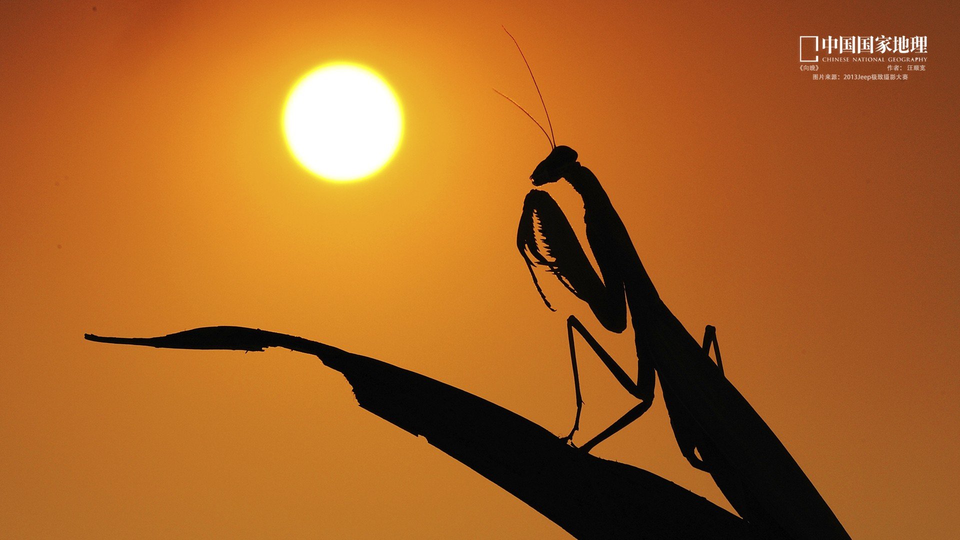 动物 野生动物 螳螂