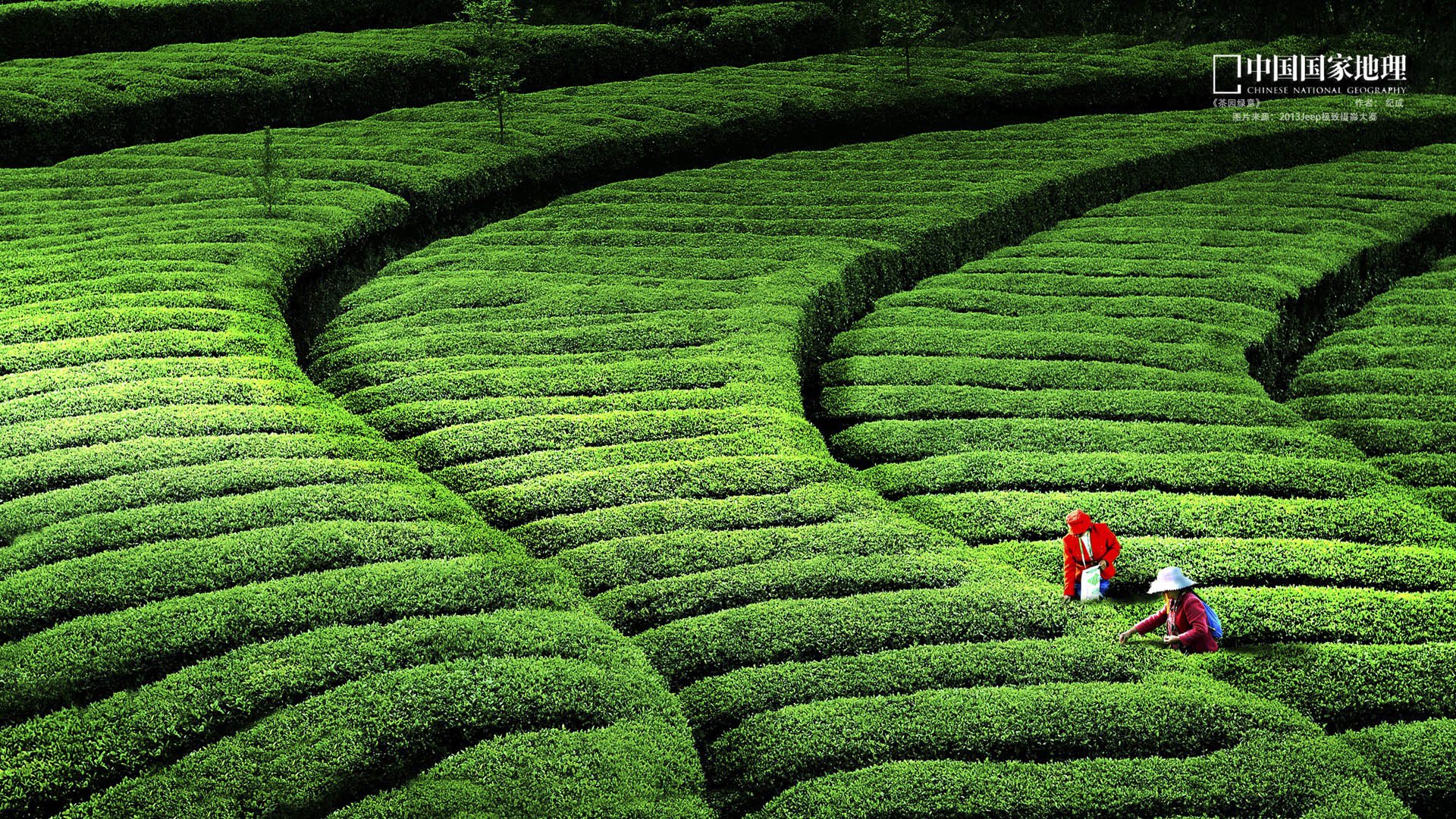 自然 风光 风景 绿色养眼 梯田