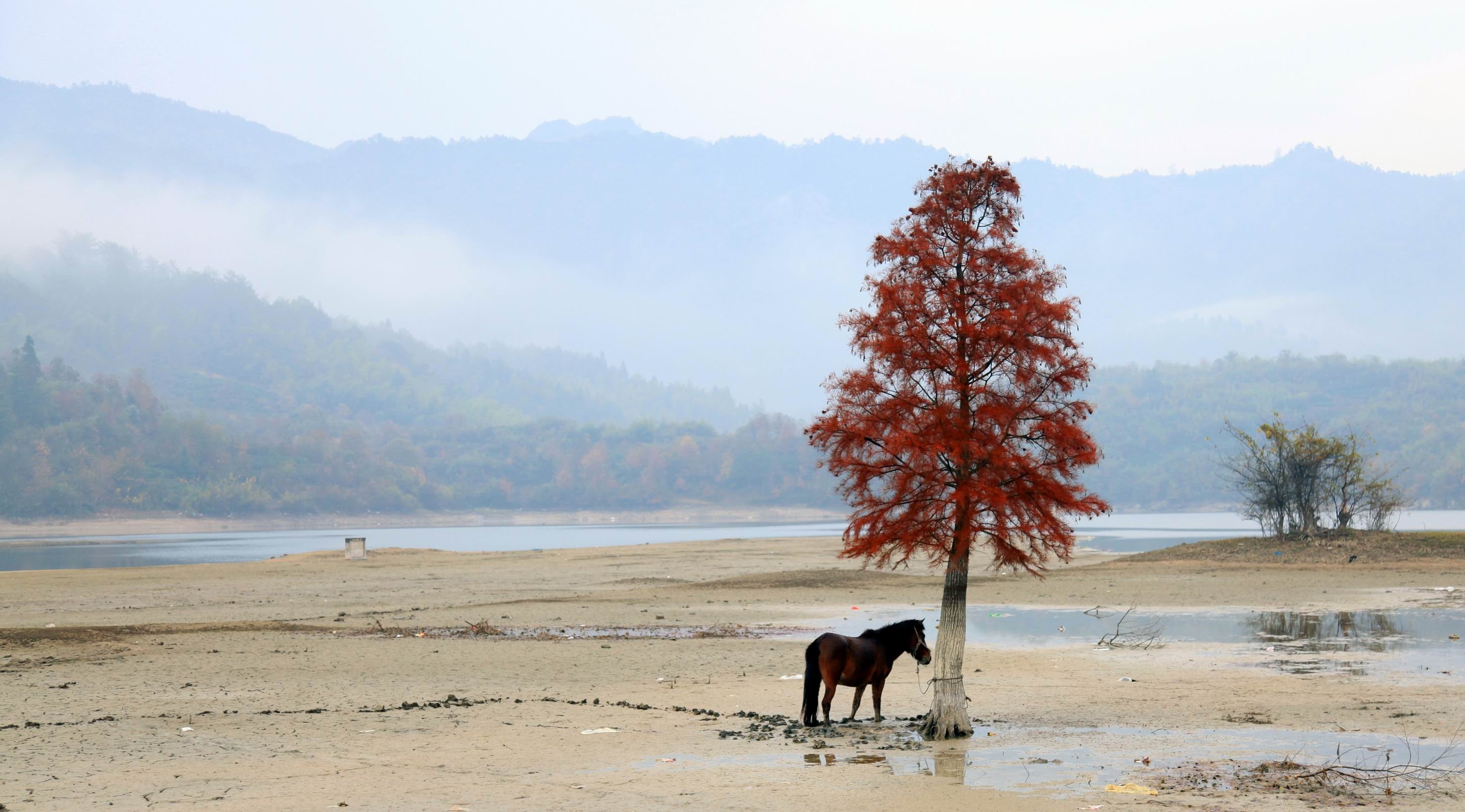 自然 风光 风景 塞外 马  树