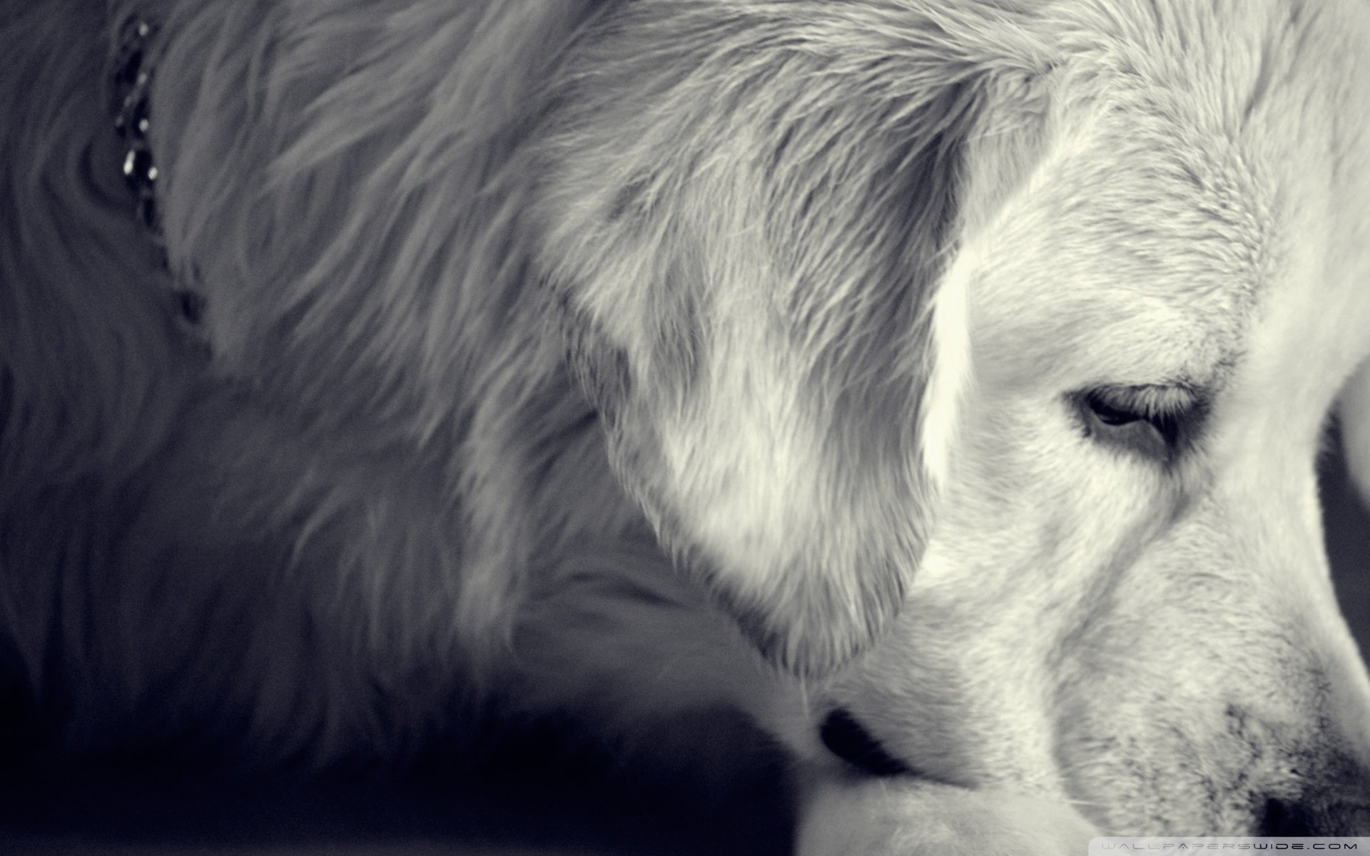 动物 古灵精怪 狗 汪星人 可爱 萌 卖萌图