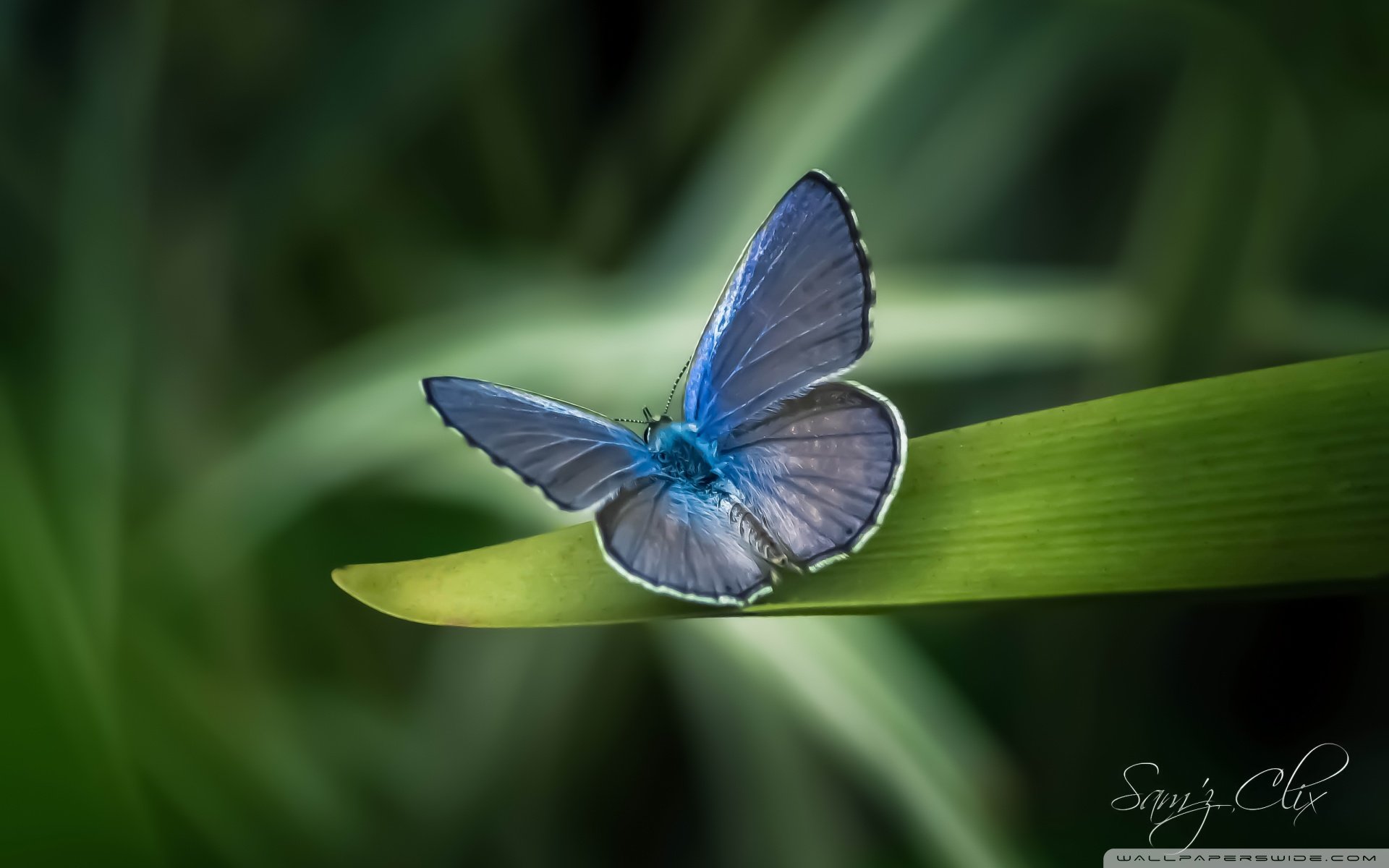 动物 野生动物  蝴蝶 自然 春天