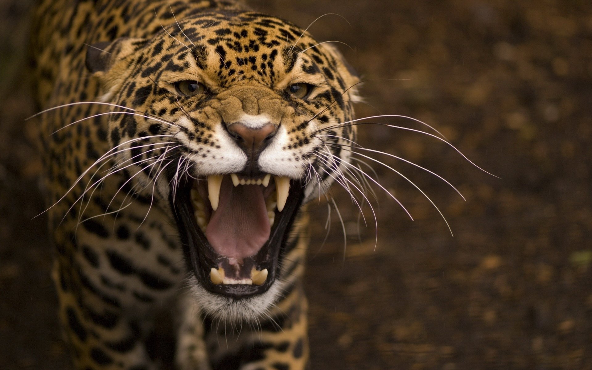 动物 野生动物 老虎