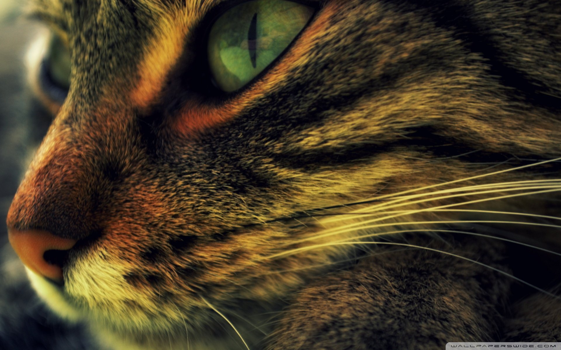 动物 古灵精怪 喵星人 猫 可爱 萌