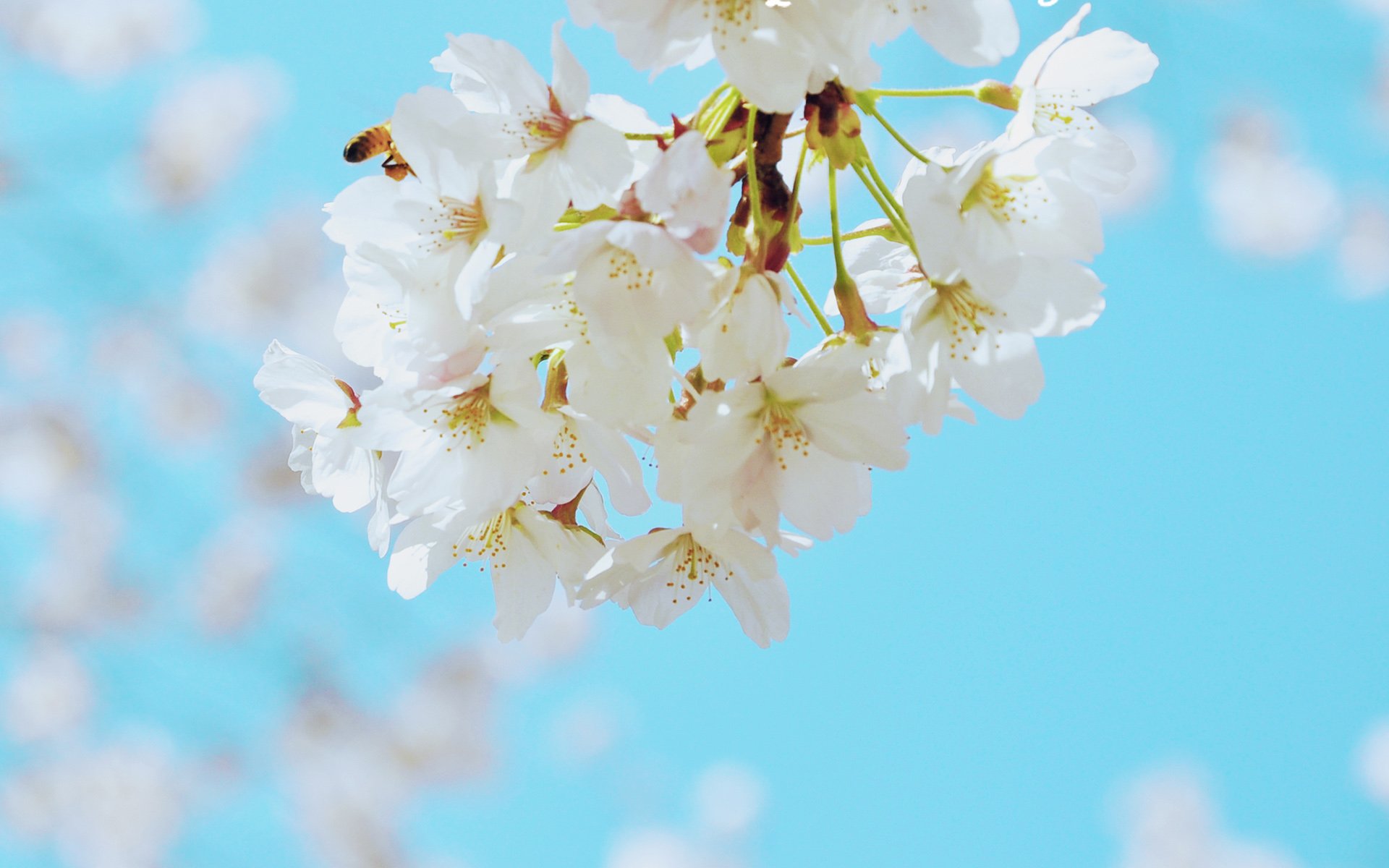 春分 春天  花 花开的声音 浪漫 清新 花朵 唯美 温暖 清新淡雅 鸟语花香