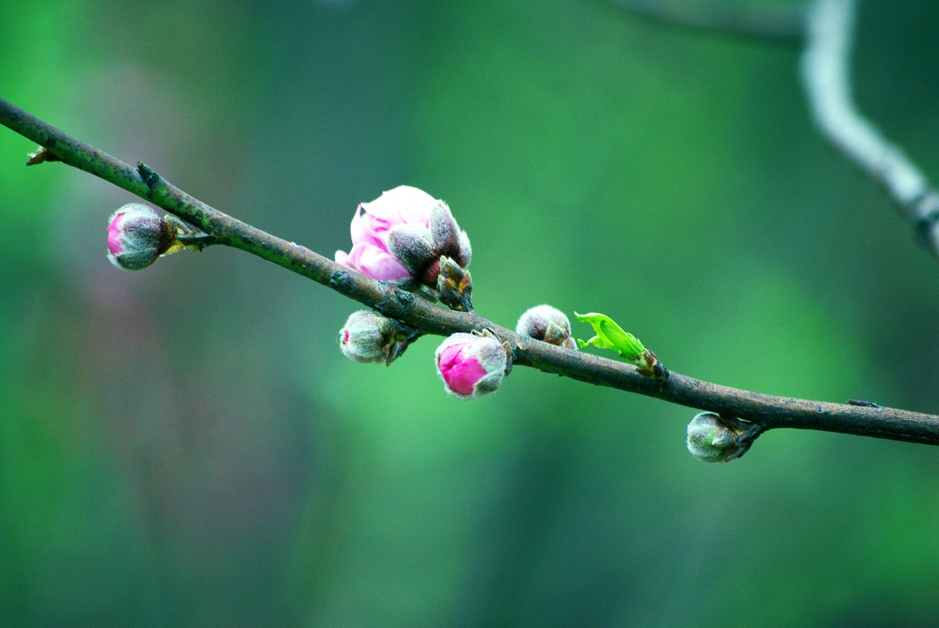 春分 春天  花 花开的声音 浪漫 清新 花朵 唯美 温暖 清新淡雅 鸟语花香