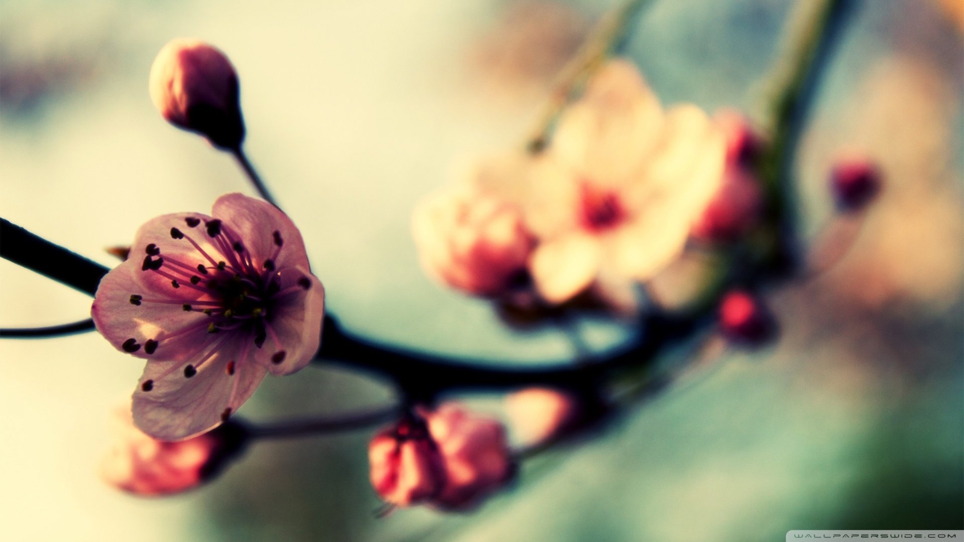 春分 春天  花 花开的声音 浪漫 清新 花朵 唯美 温暖 清新淡雅 鸟语花香