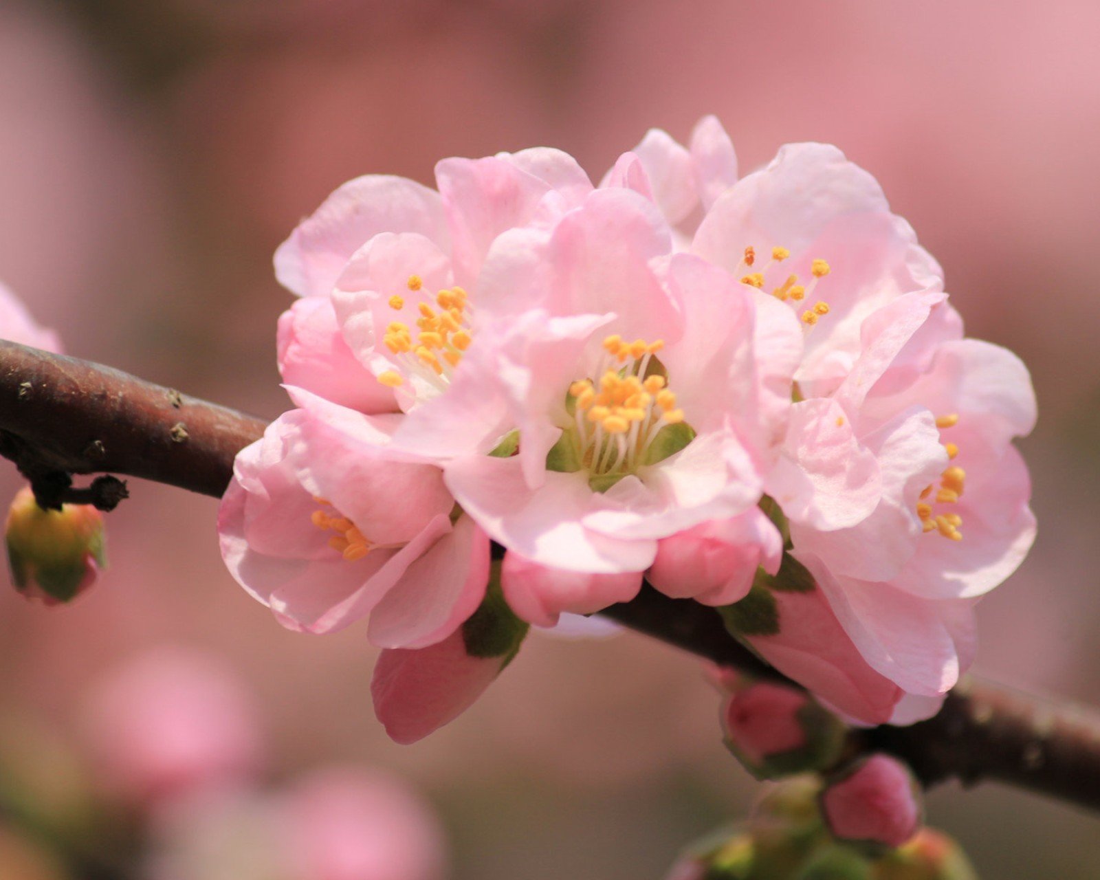 春分 春天  花 花开的声音 浪漫 清新 花朵 唯美 温暖 清新淡雅 鸟语花香