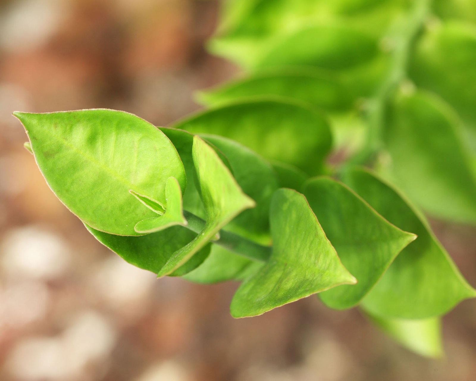 春分 春天  花 花开的声音 浪漫 清新 花朵 唯美 温暖 清新淡雅 鸟语花香