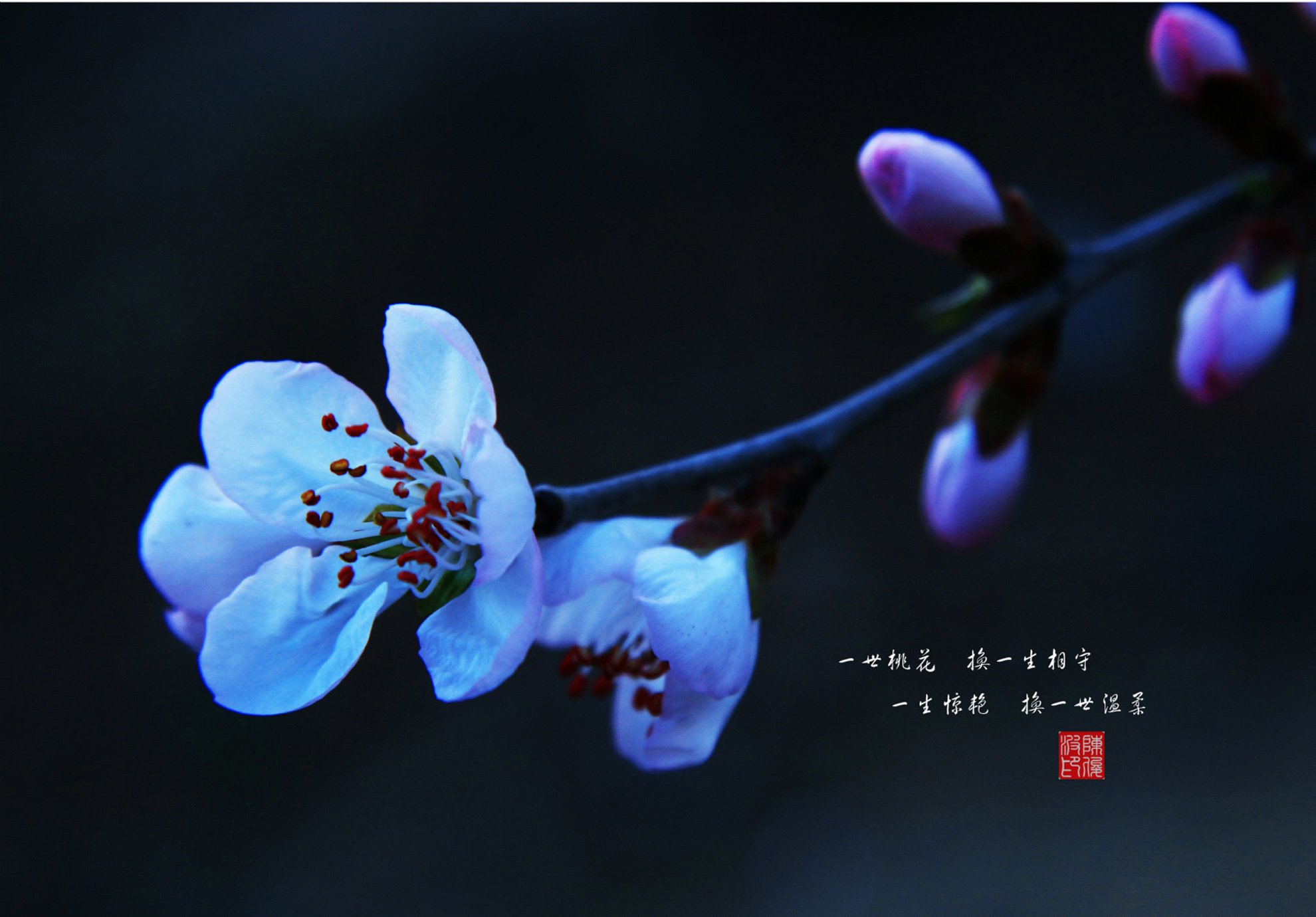 风景 摄影 清新 花