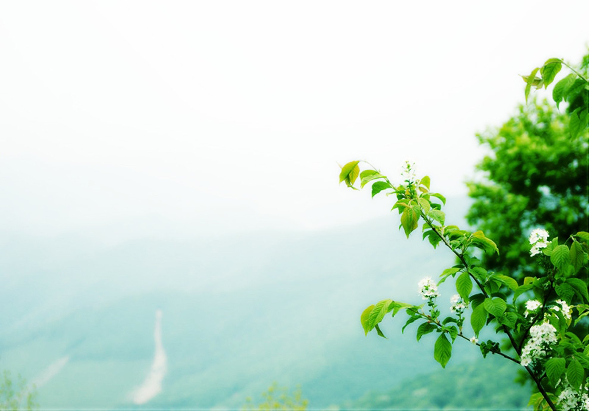 风景 摄影 清新 花 绿色养眼 雨后