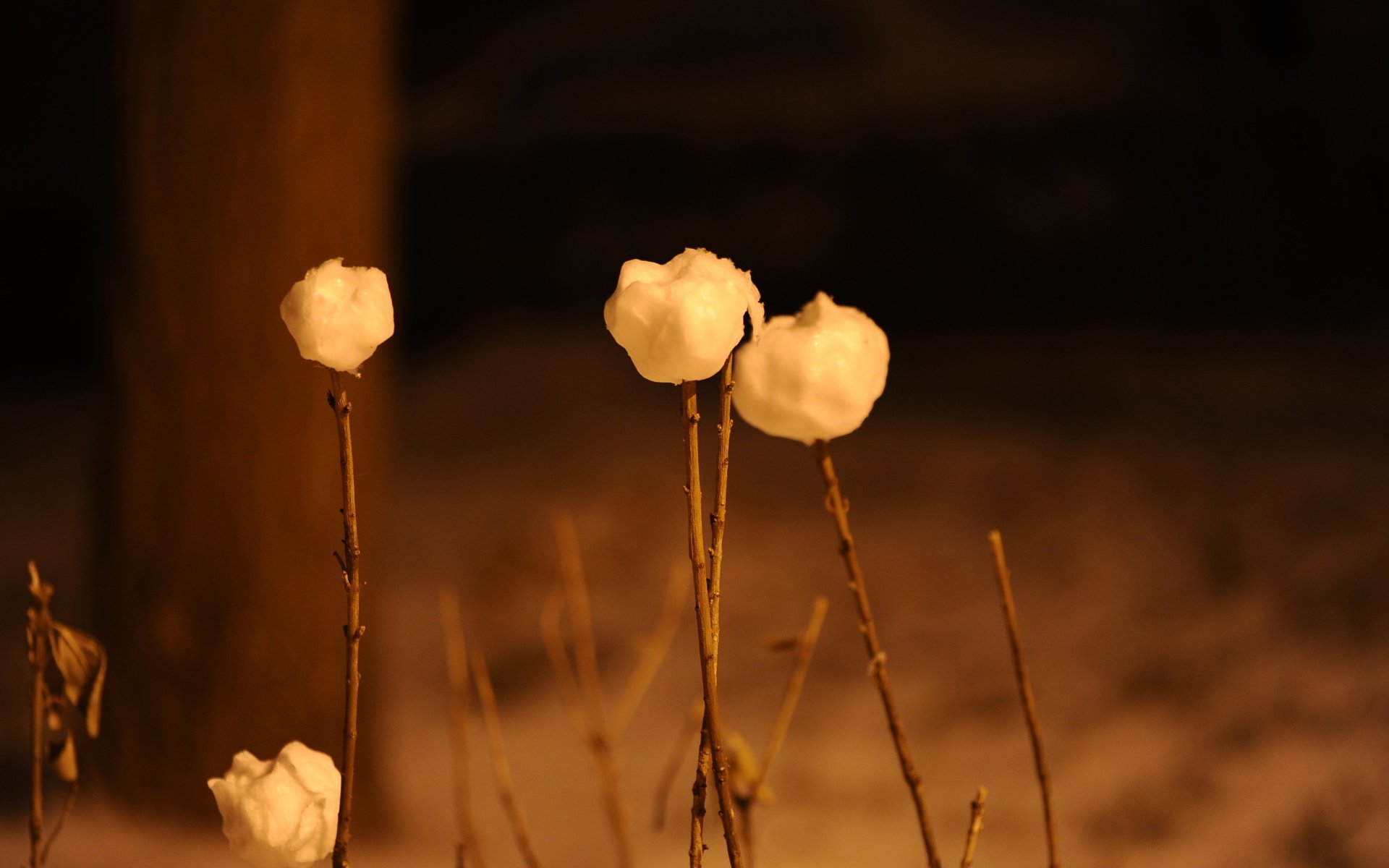 小清新 唯美  娇艳欲滴 花儿 春天 唯美 温暖 温馨一刻  清新淡雅 鸟语花香