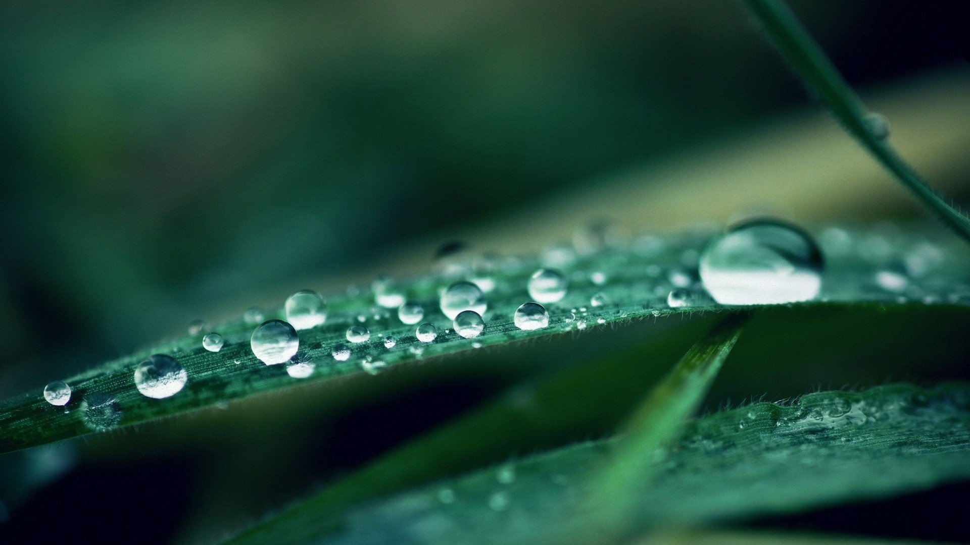 小清新 唯美  娇艳欲滴 花儿 春天 唯美 温暖 温馨一刻  清新淡雅 鸟语花香