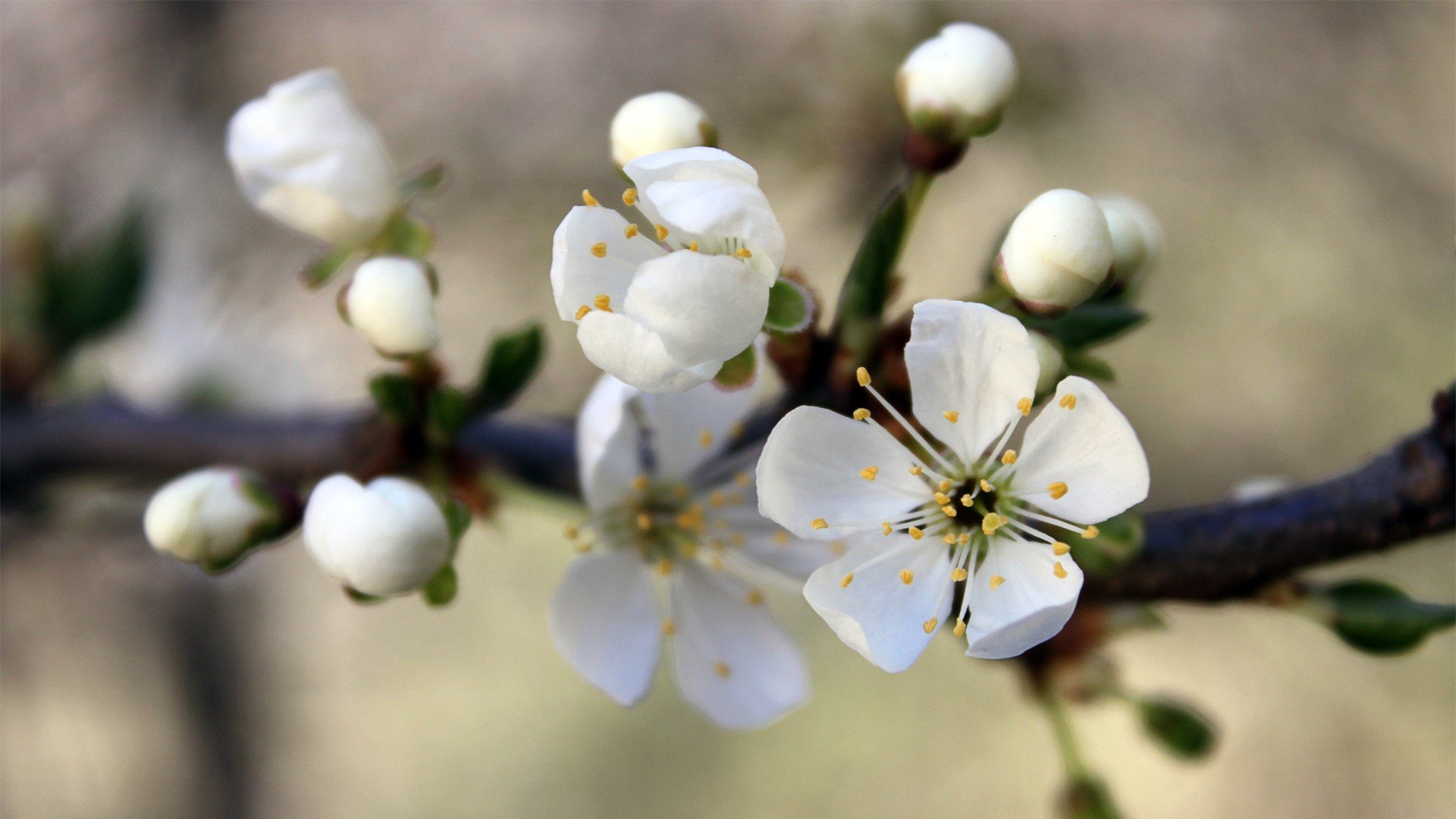 小清新 唯美  娇艳欲滴 花儿 春天 唯美 温暖 温馨一刻  清新淡雅 鸟语花香