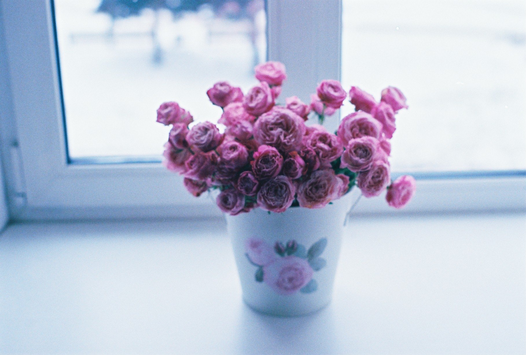 小清新 唯美  娇艳欲滴 花儿 春天 唯美 温暖 温馨一刻  清新淡雅 鸟语花香