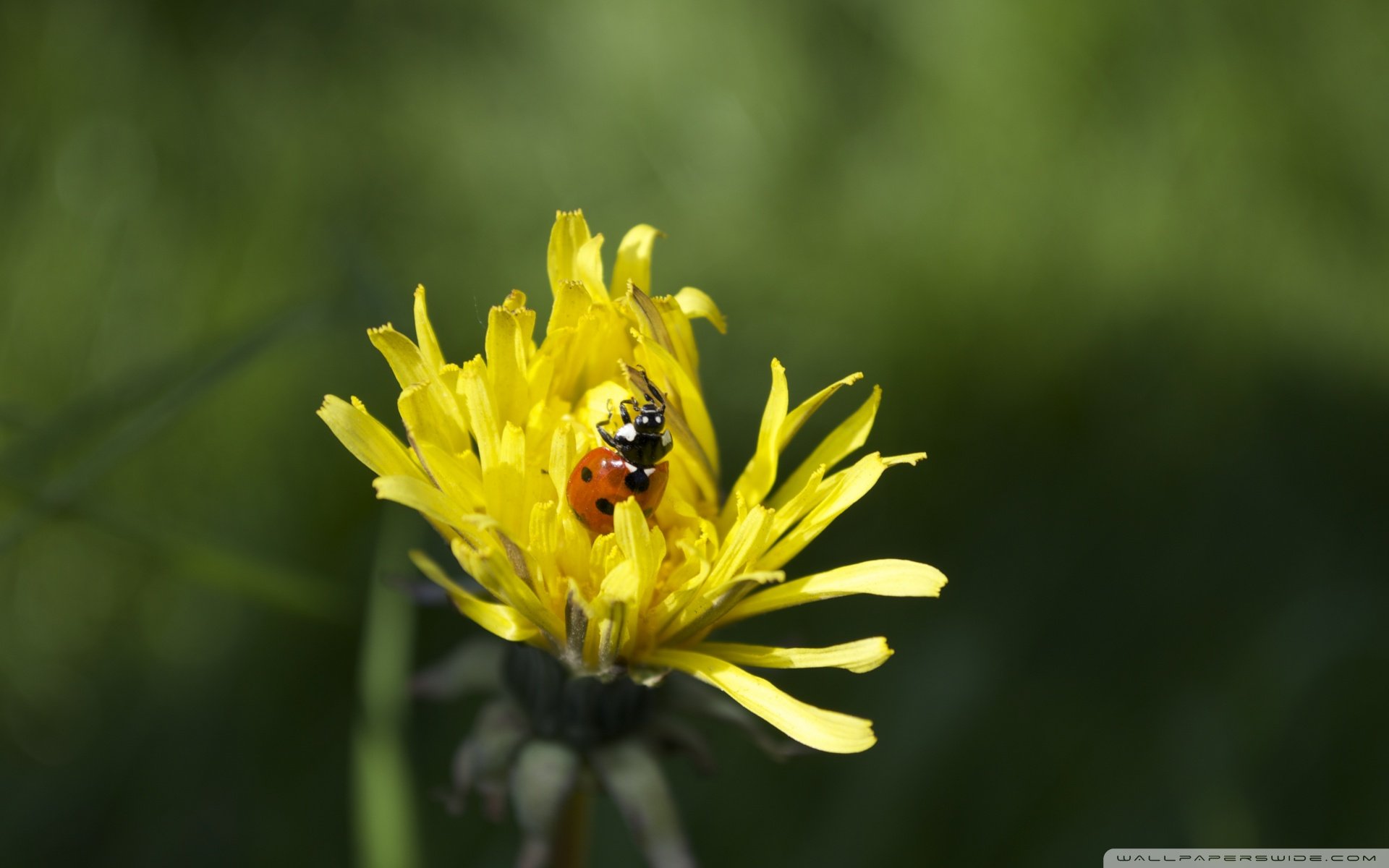小清新 唯美  娇艳欲滴 花儿 春天 唯美 温暖 温馨一刻  清新淡雅 鸟语花香