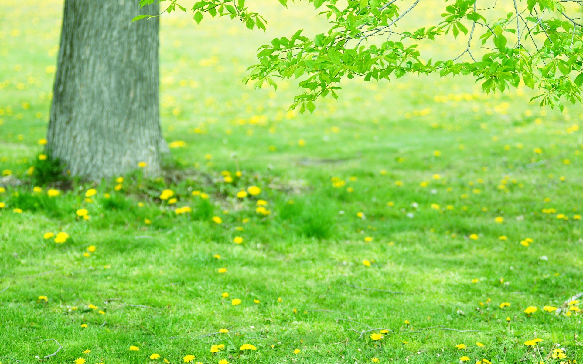 小清新 风景 自然风光 绿色植物 绿色养眼 春天 唯美 安静