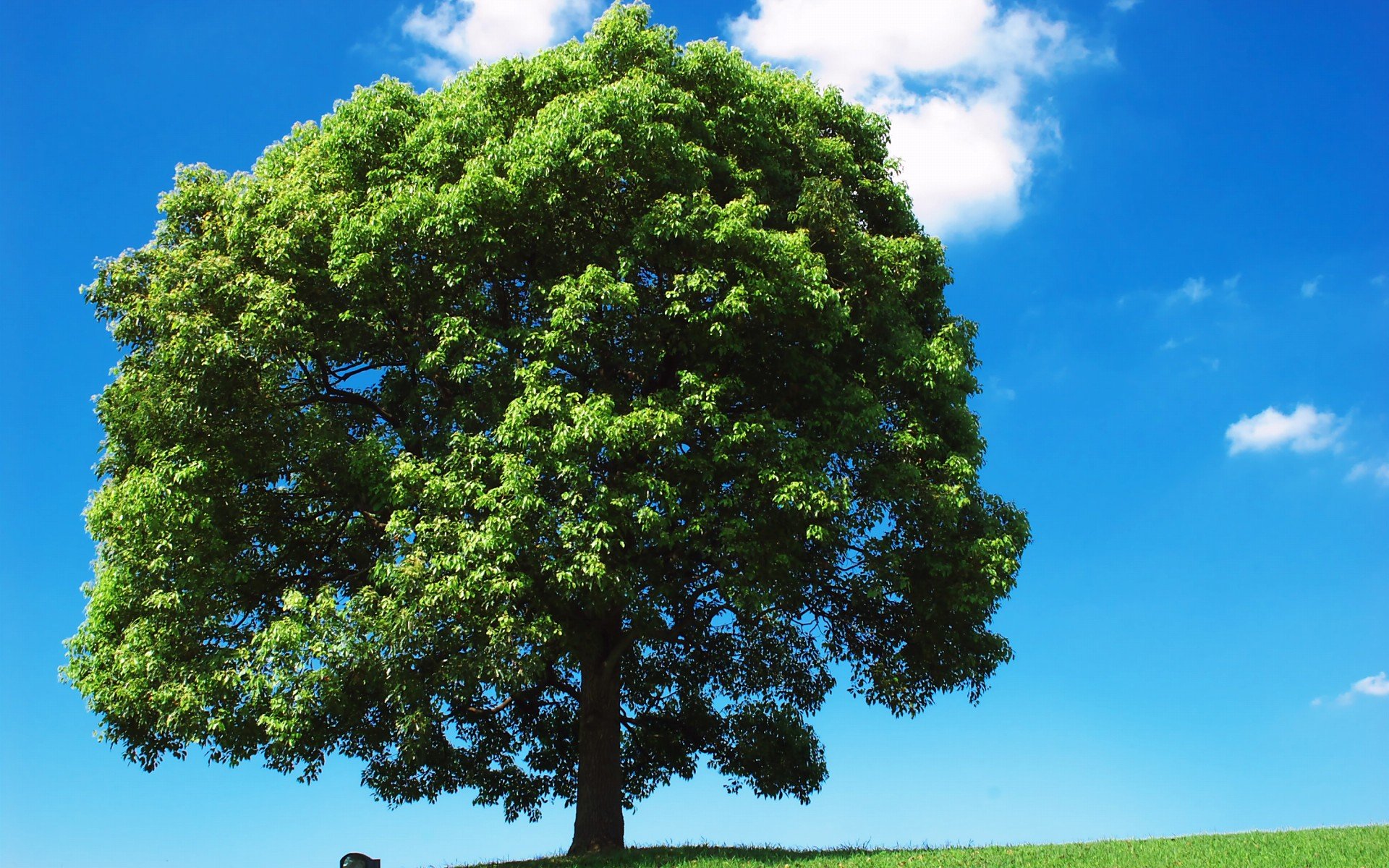 小清新 风景 自然风光 绿色植物 绿色养眼 春天 唯美 安静