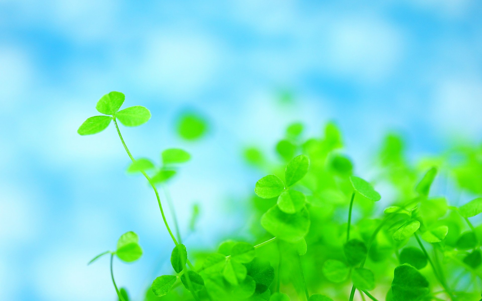 小清新 风景 自然风光 绿色植物 绿色养眼 春天 唯美 安静