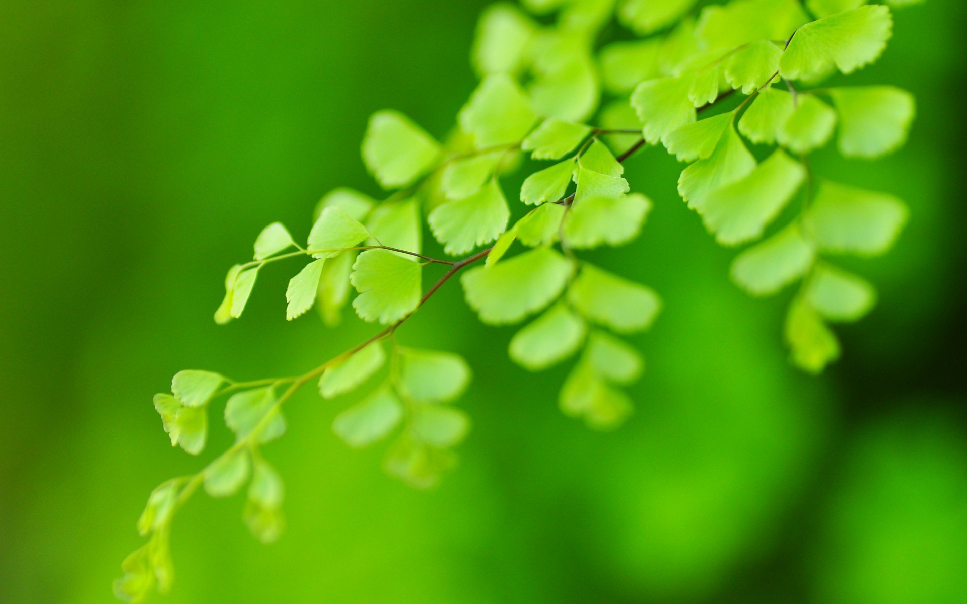 小清新 风景 自然风光 绿色植物 绿色养眼 春天 唯美 安静