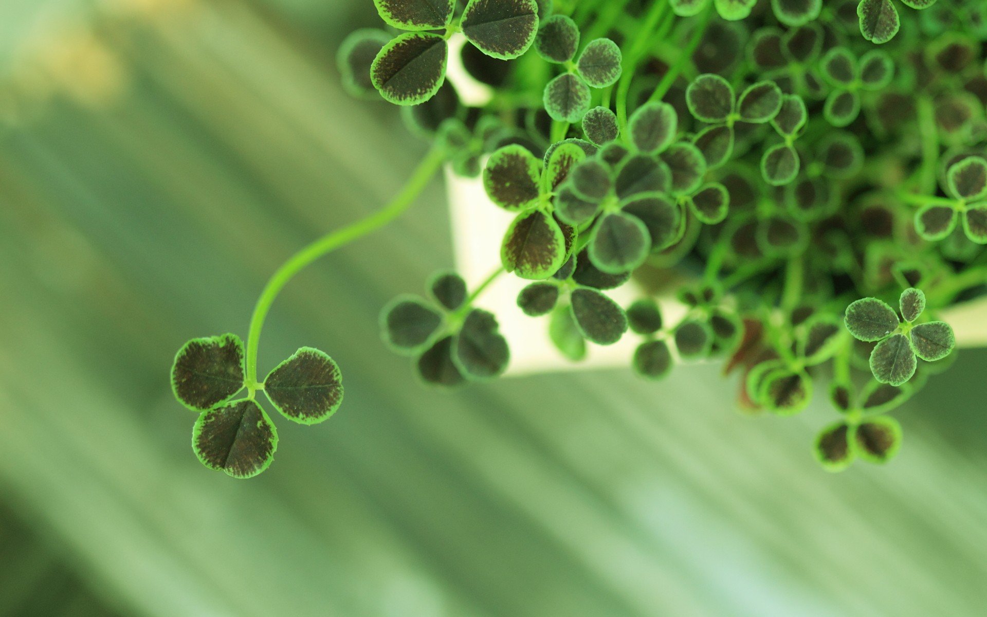 小清新 风景 自然风光 绿色植物 绿色养眼 春天 唯美 安静