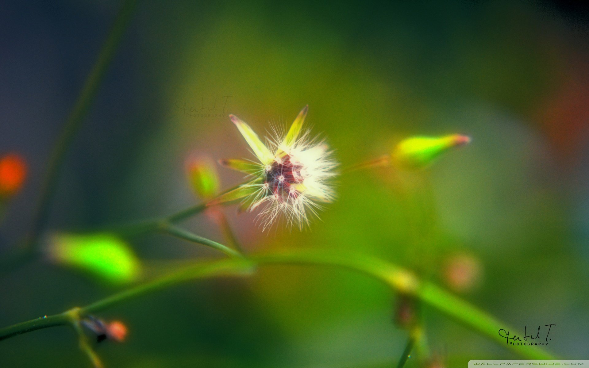 小清新 风景 自然风光 绿色植物 绿色养眼 春天 唯美 安静