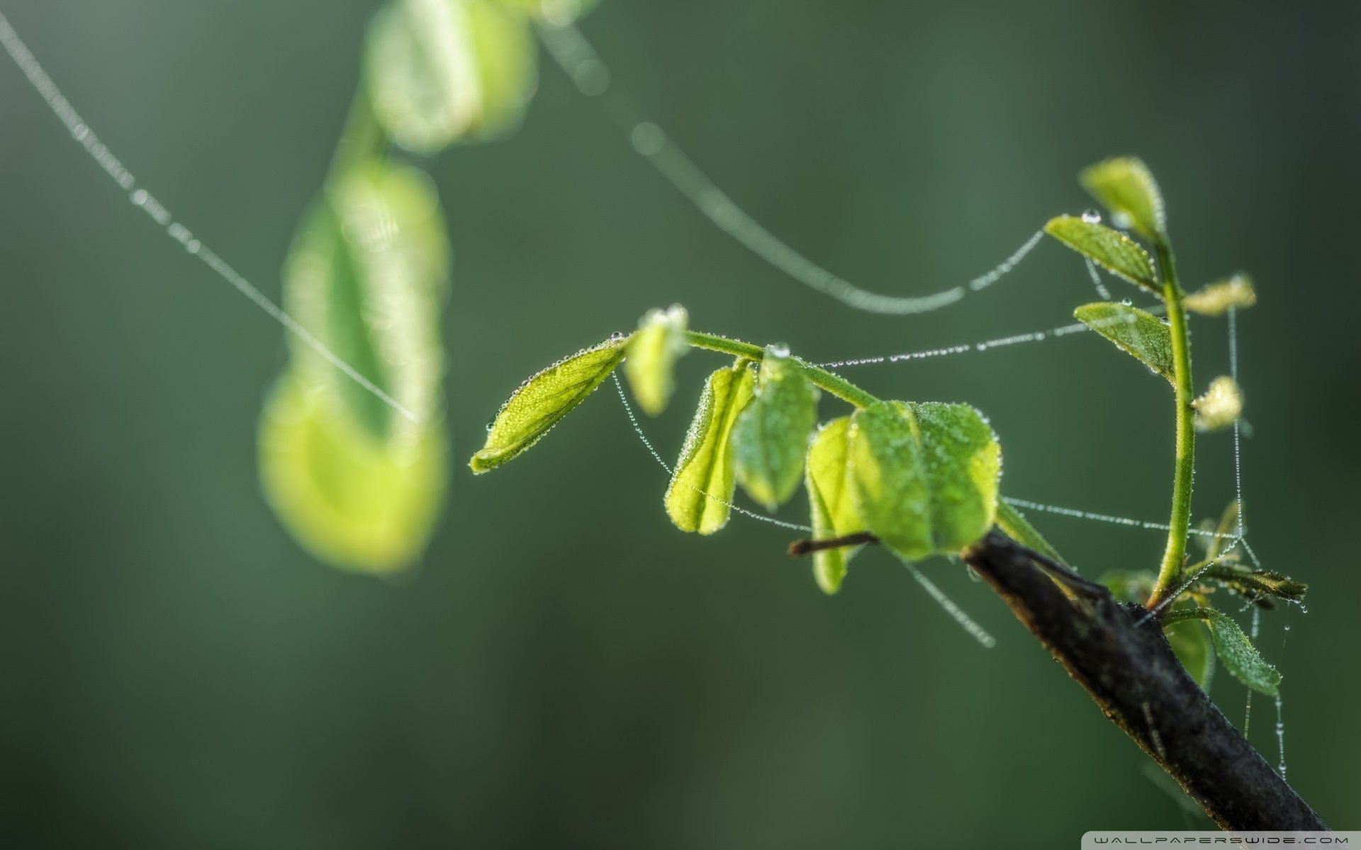 小清新 风景 自然风光 绿色植物 绿色养眼 春天 唯美 安静