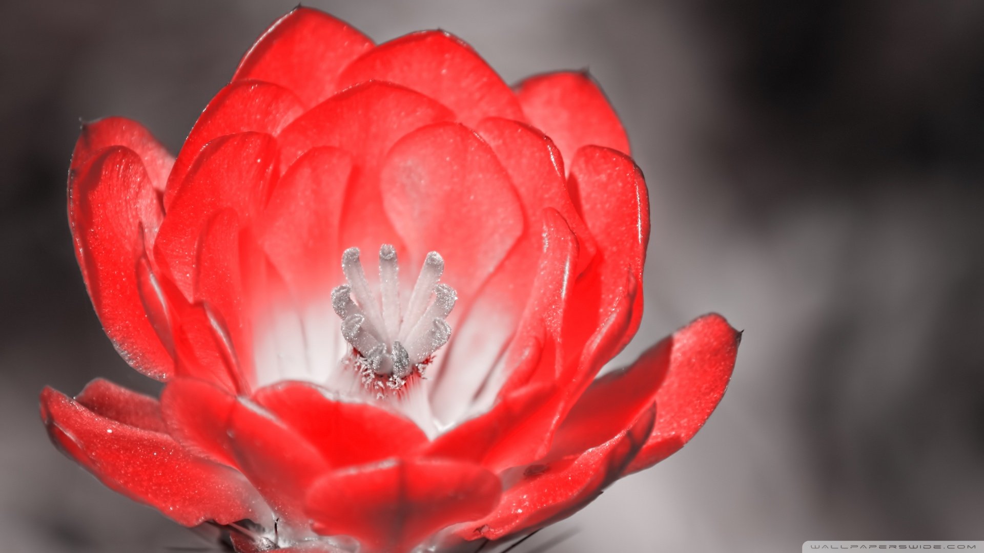 小清新 唯美  娇艳欲滴 花儿 春天 唯美 温暖 温馨一刻  清新淡雅 鸟语花香