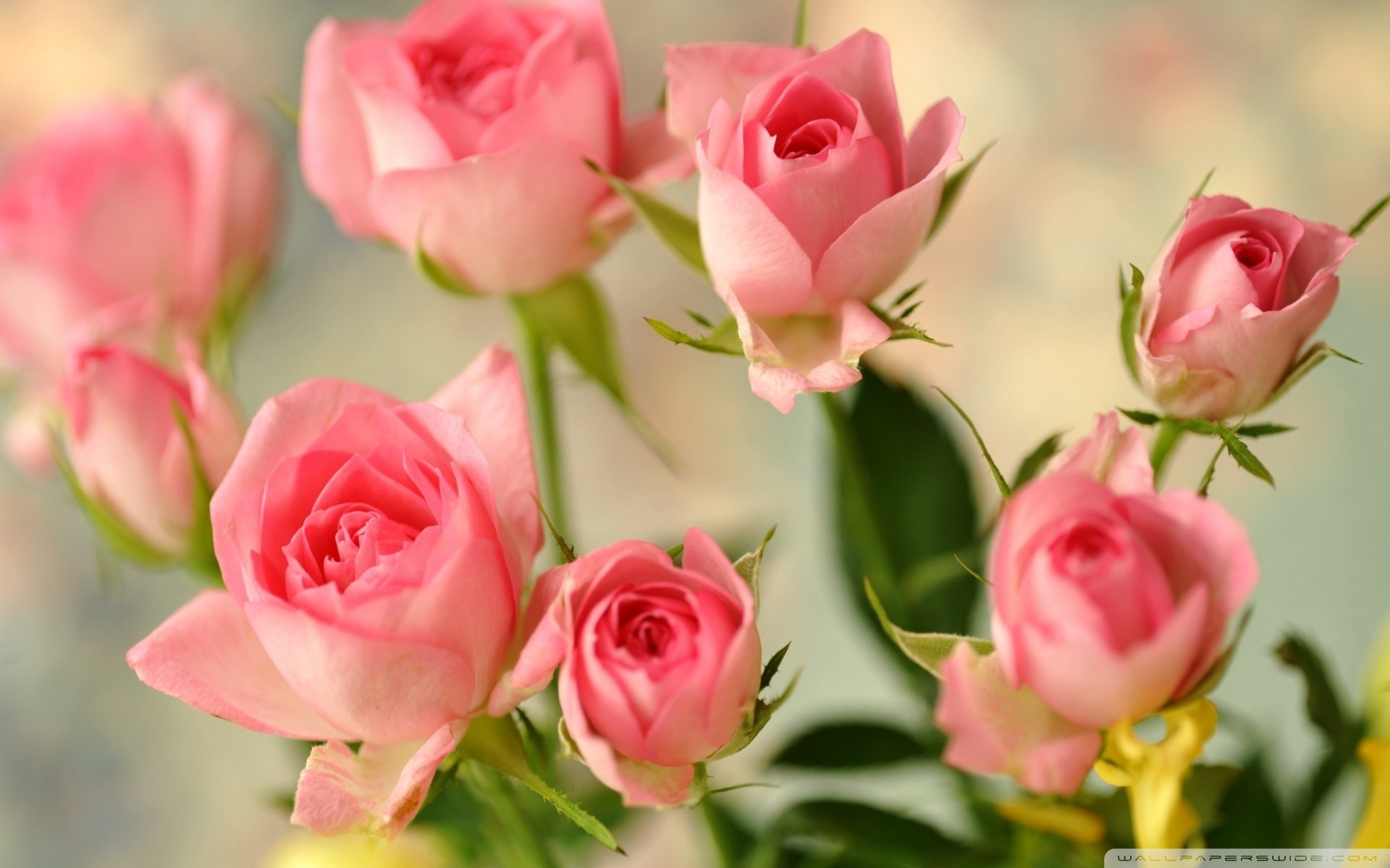 小清新 唯美  娇艳欲滴 花儿 春天 唯美 温暖 温馨一刻  清新淡雅 鸟语花香