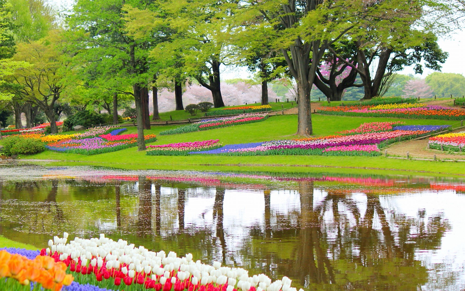 小清新 唯美  娇艳欲滴 花儿 春天 唯美 温暖 温馨一刻  清新淡雅 鸟语花香