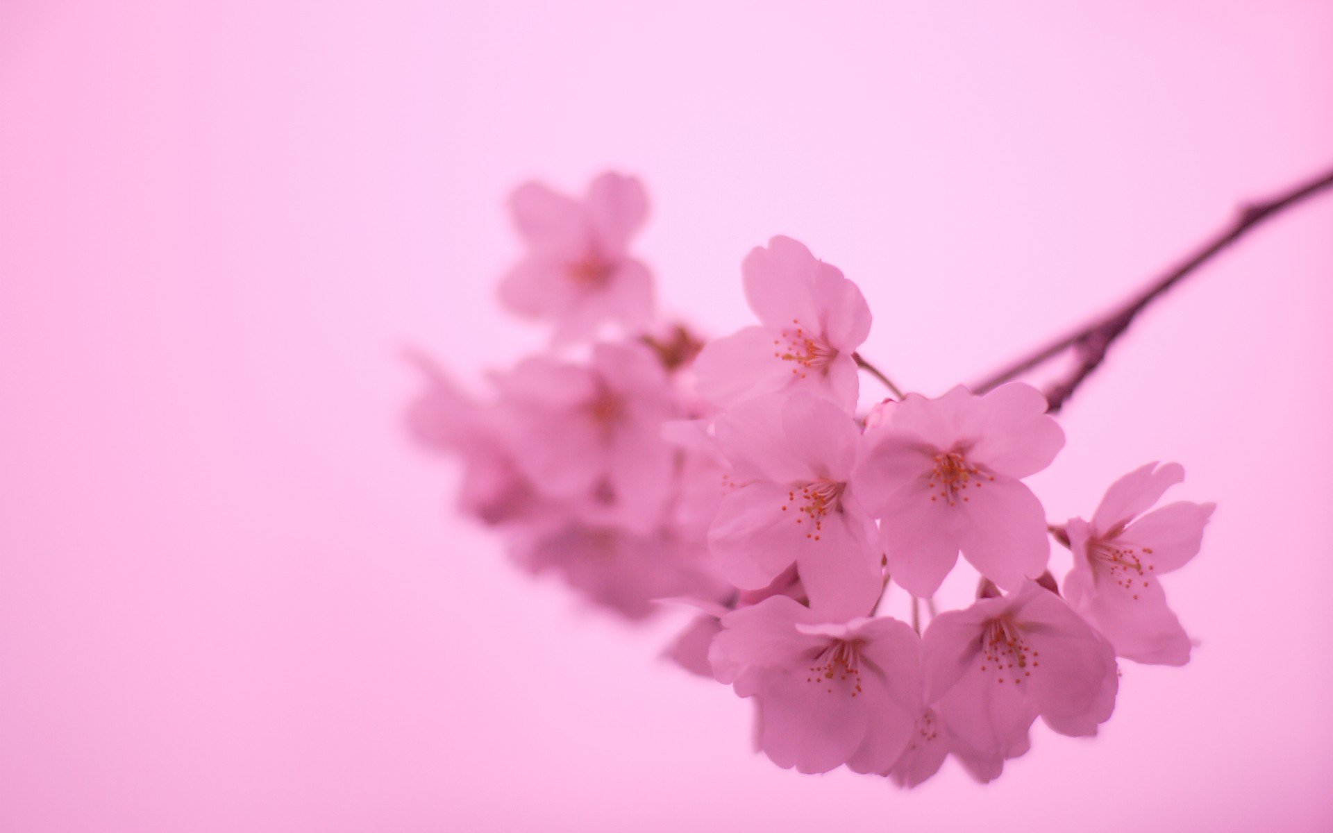 小清新 唯美  娇艳欲滴 花儿 春天 唯美 温暖 温馨一刻  清新淡雅 鸟语花香