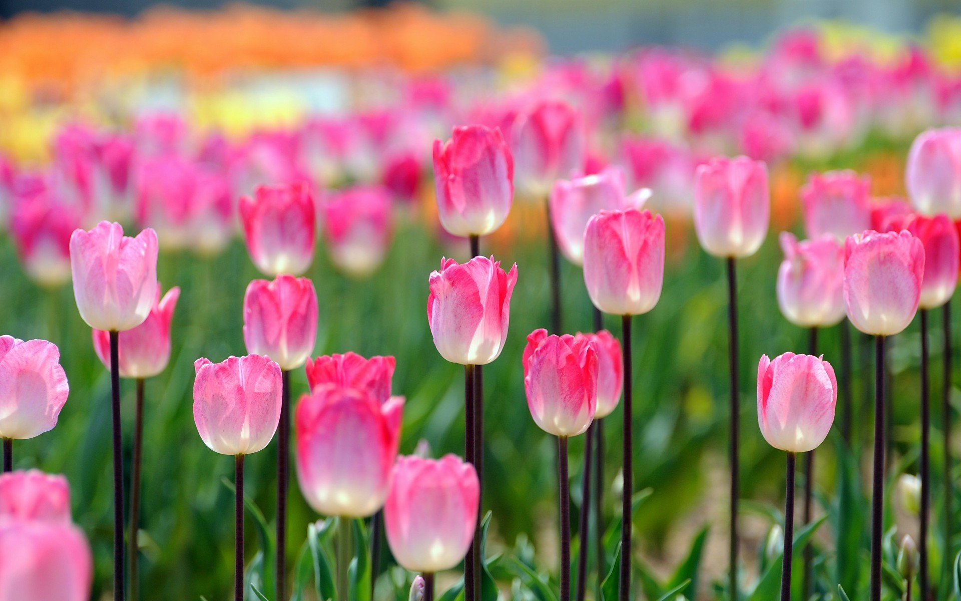 小清新 唯美  娇艳欲滴 花儿 春天 唯美 温暖 温馨一刻  清新淡雅 鸟语花香