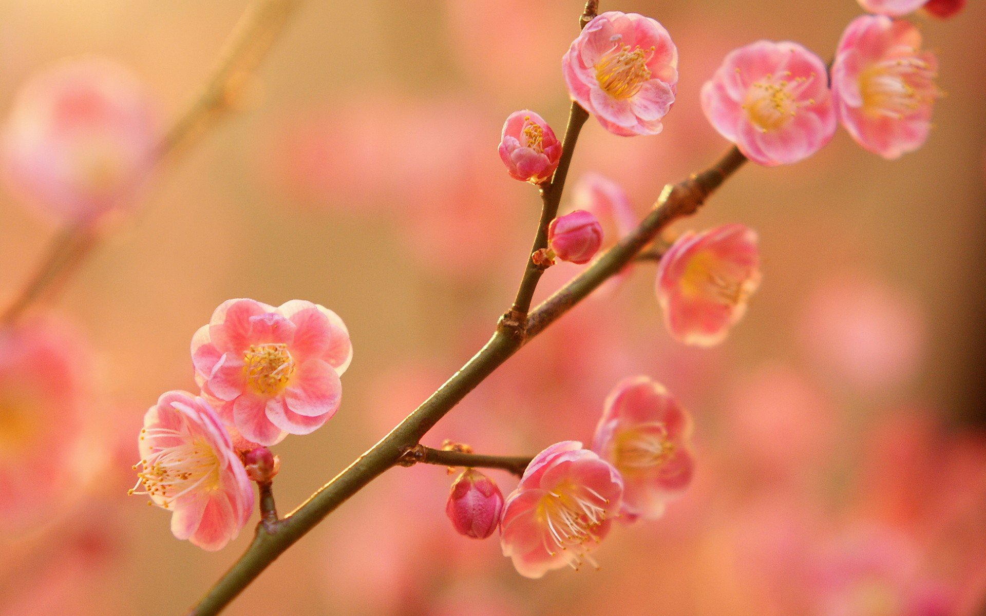 小清新 唯美  娇艳欲滴 花儿 春天 唯美 温暖 温馨一刻  清新淡雅 鸟语花香
