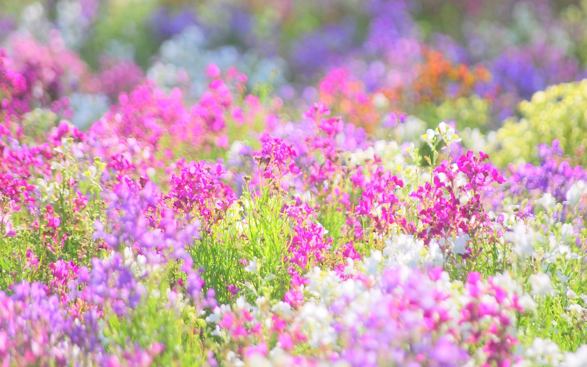 小清新 唯美  娇艳欲滴 花儿 春天 唯美 温暖 温馨一刻  清新淡雅 鸟语花香