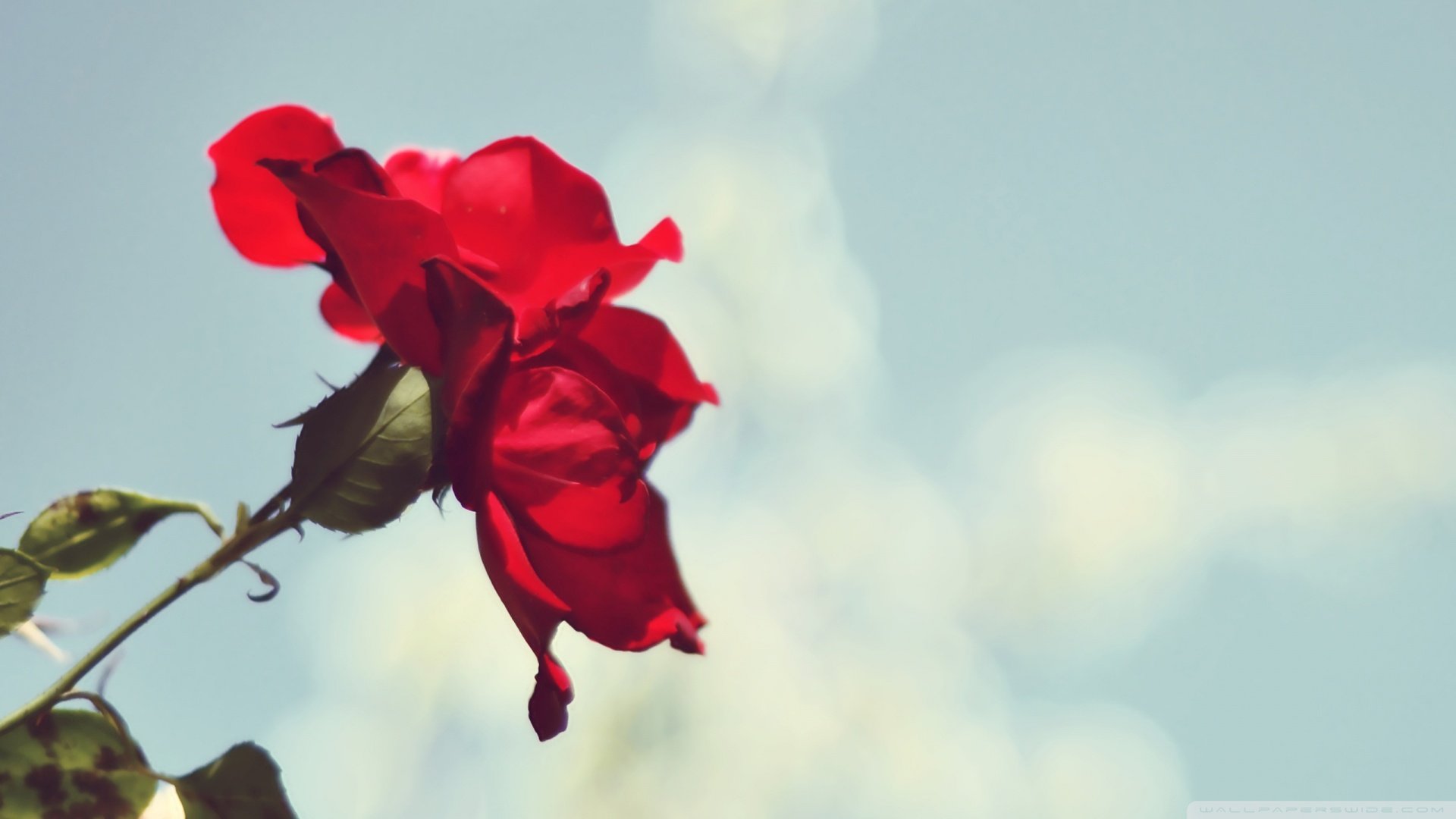 小清新 唯美  娇艳欲滴 花儿 春天 唯美 温暖 温馨一刻  清新淡雅 鸟语花香