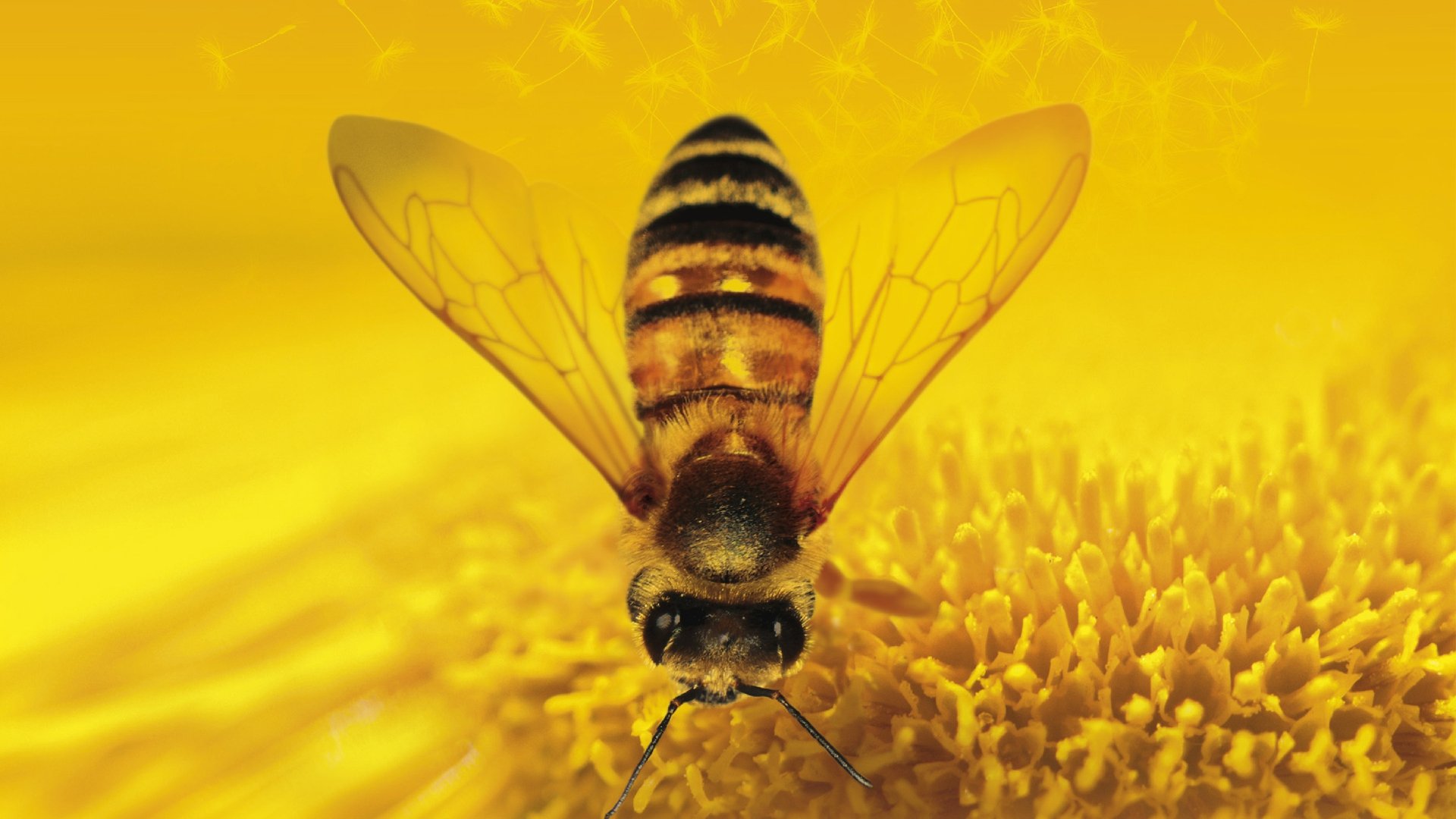 小清新 唯美  娇艳欲滴 花儿 春天 唯美 温暖 温馨一刻  清新淡雅 鸟语花香