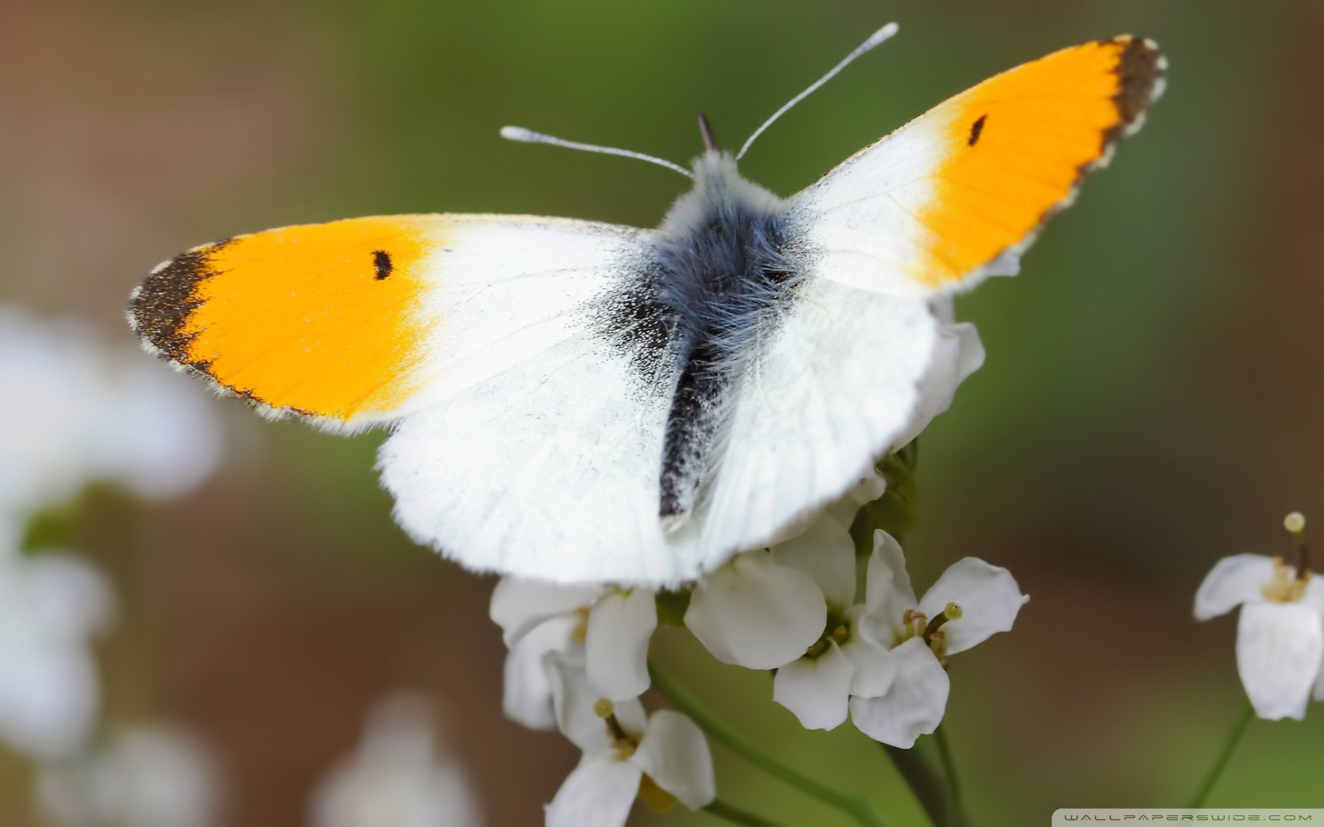 小清新 唯美  娇艳欲滴 花儿 春天 唯美 温暖 温馨一刻  清新淡雅 鸟语花香