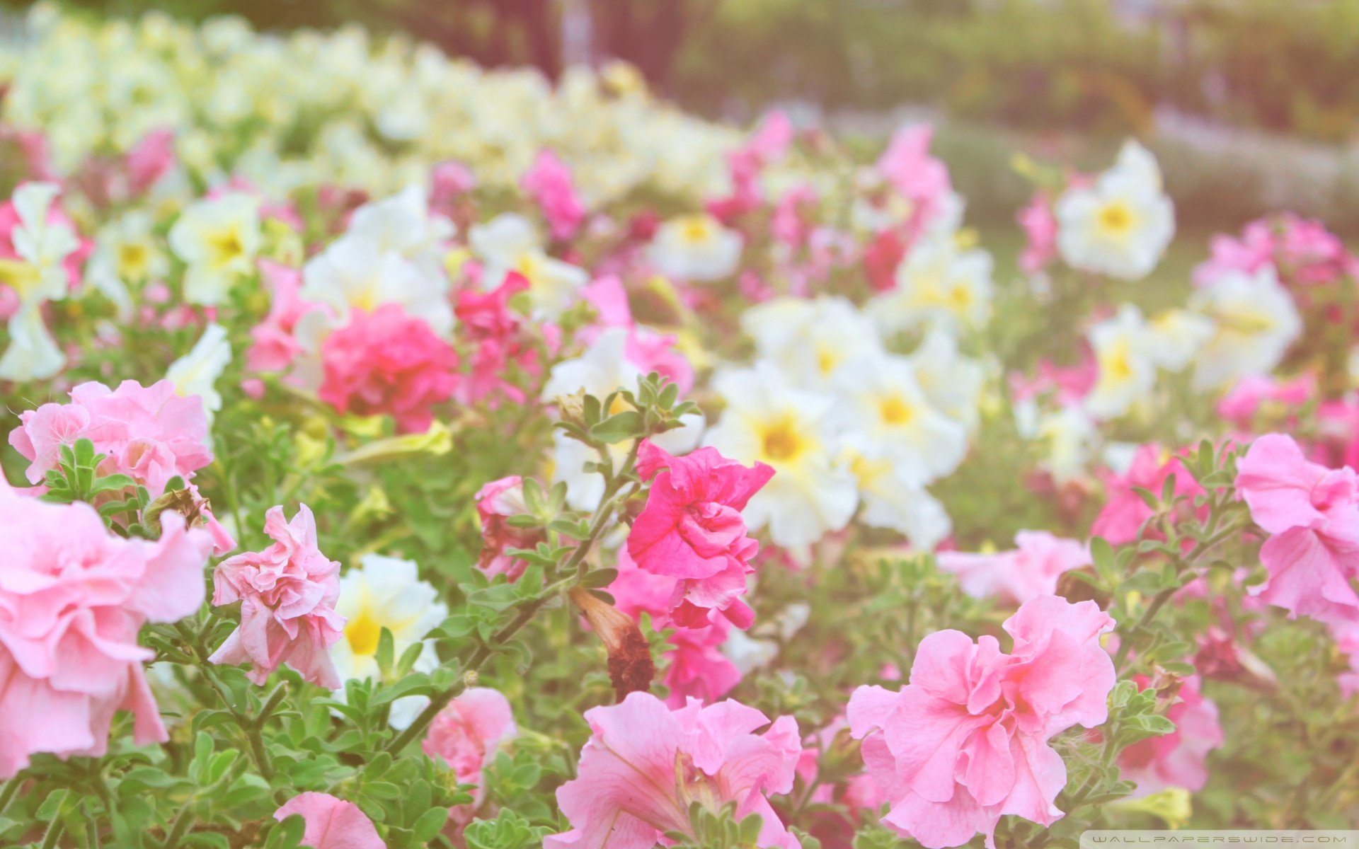 小清新 唯美  娇艳欲滴 花儿 春天 唯美 温暖 温馨一刻  清新淡雅 鸟语花香