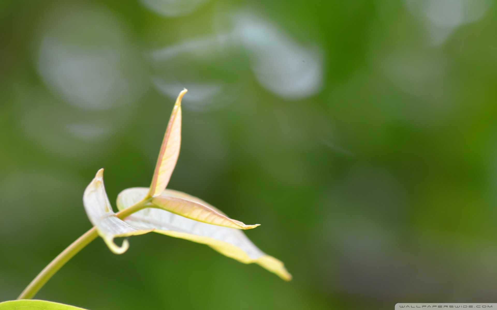 小清新 唯美  娇艳欲滴 花儿 春天 唯美 温暖 温馨一刻  清新淡雅 鸟语花香