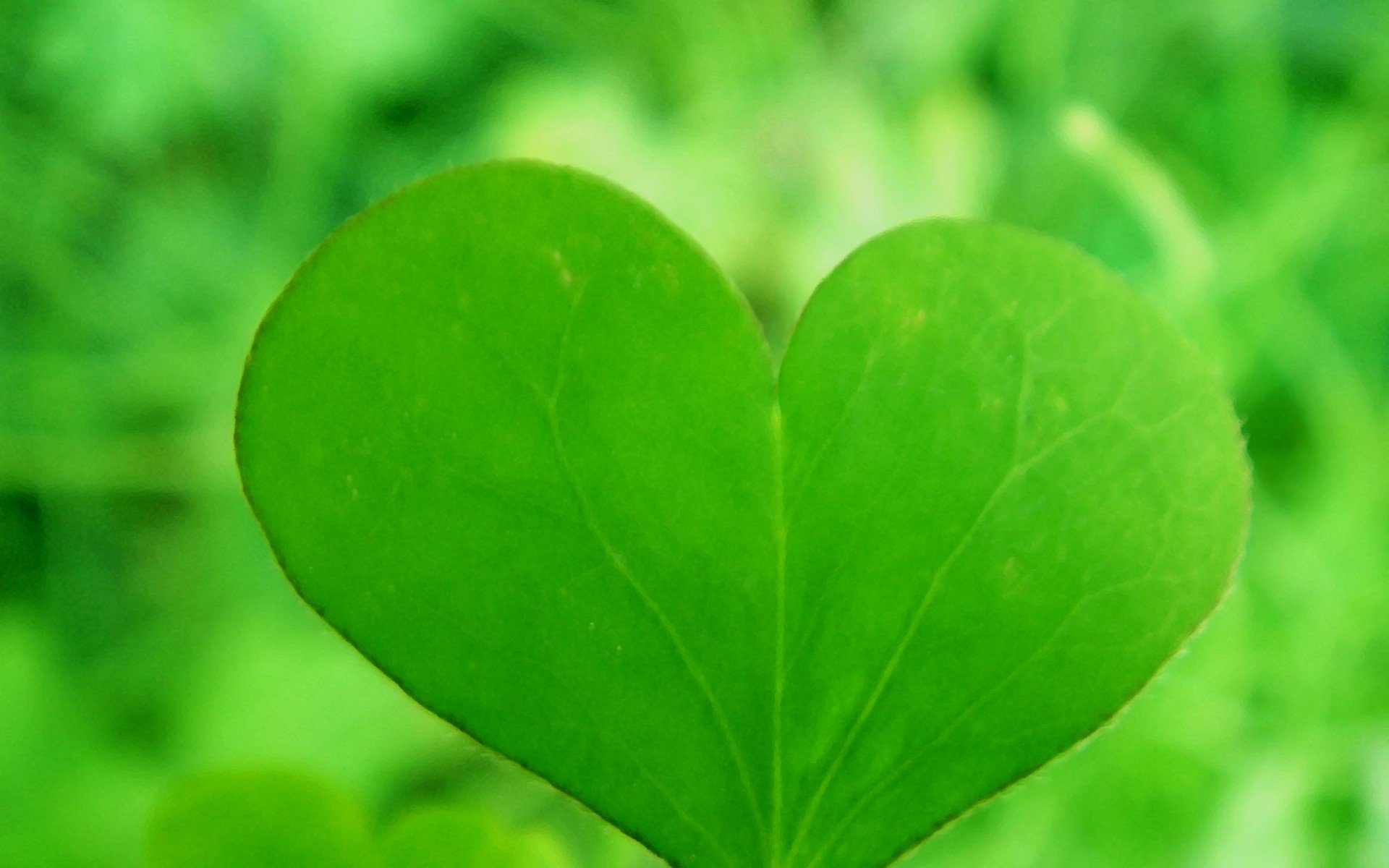 温馨一刻 小清新 风景 绿色养眼 三叶草 幸运草 植物