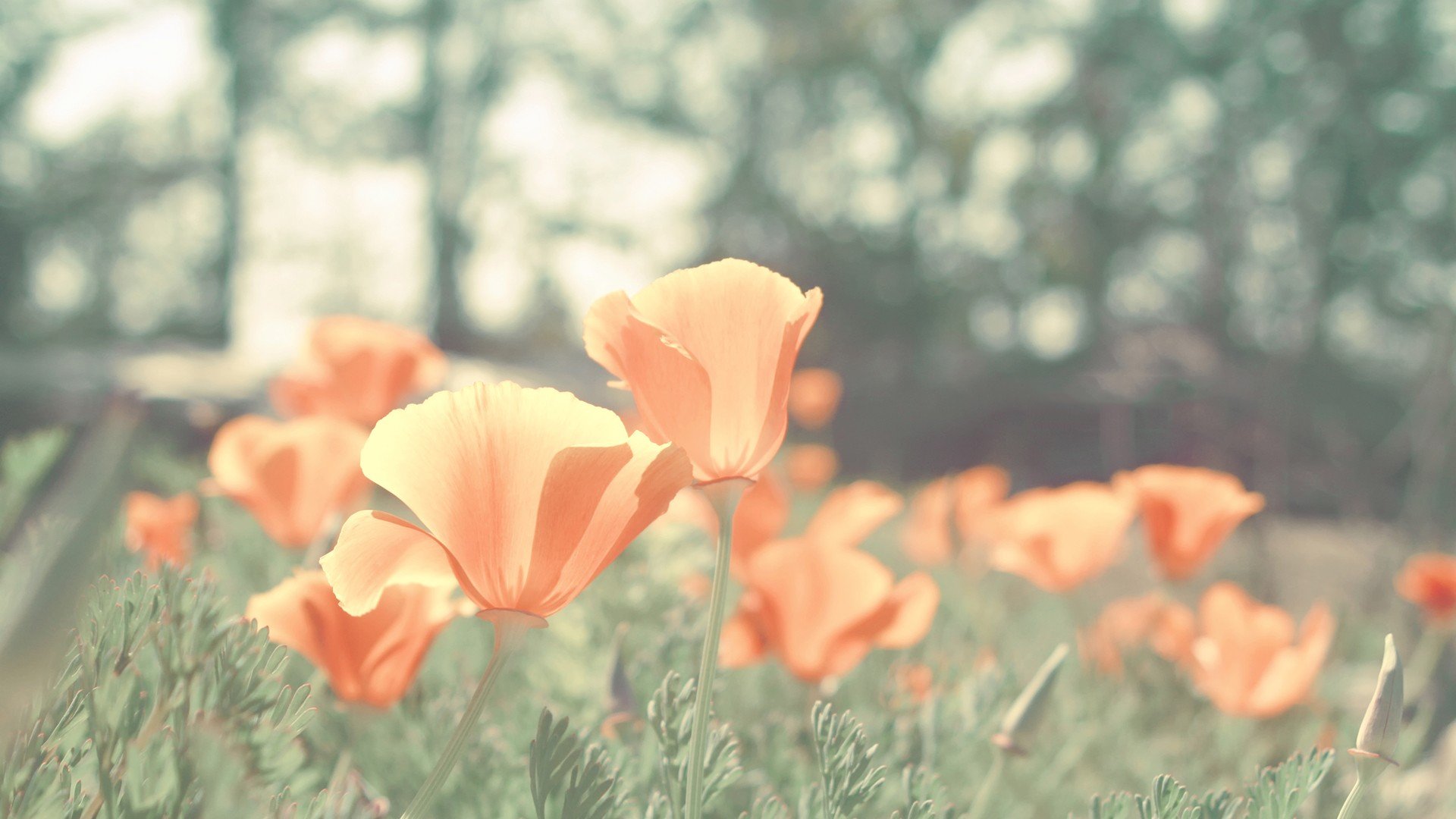 小清新 唯美 温暖 安静