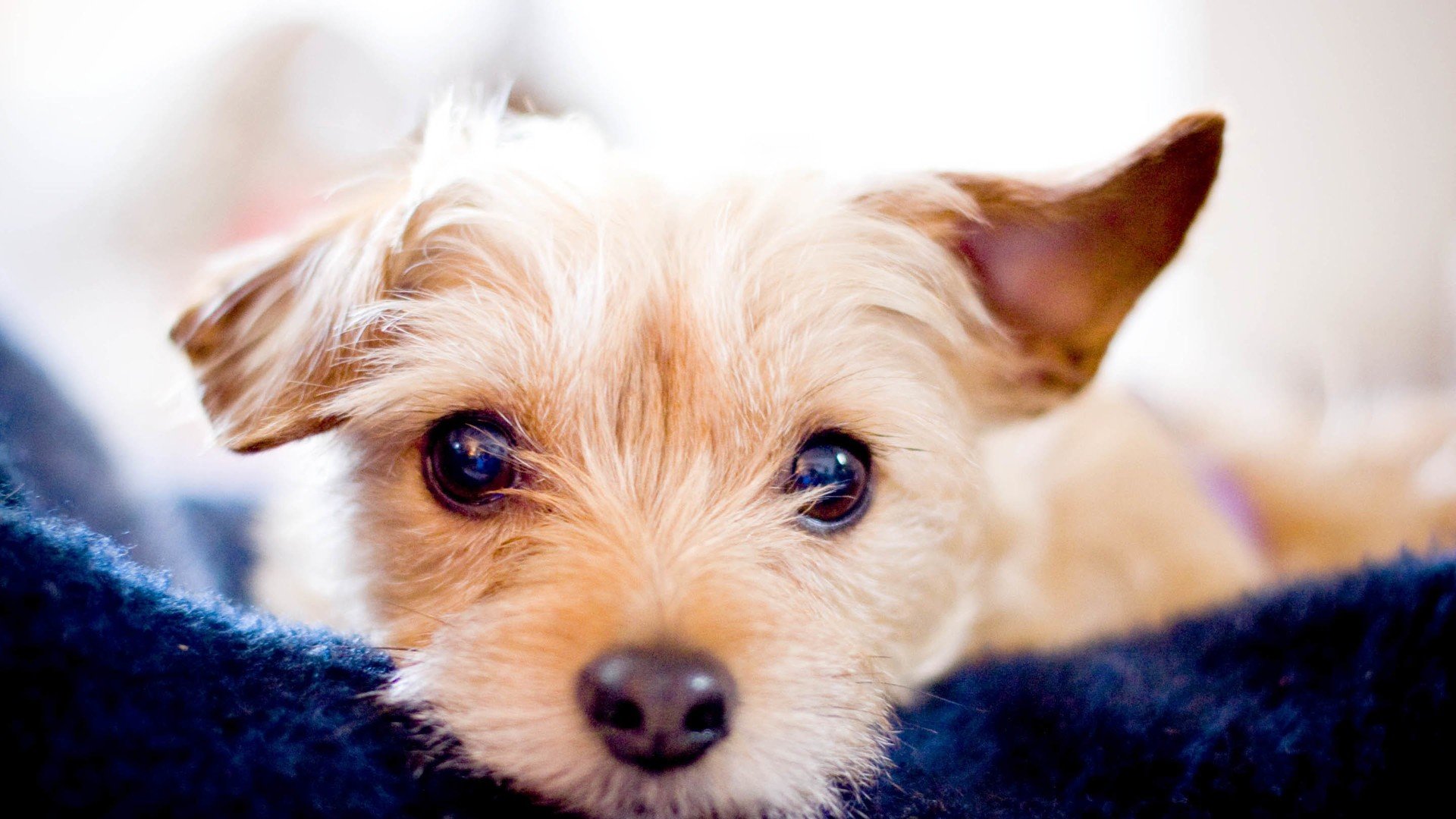 萌宠 动物 萌 可爱 宠物 古灵精怪 卖萌图 狗  汪星人