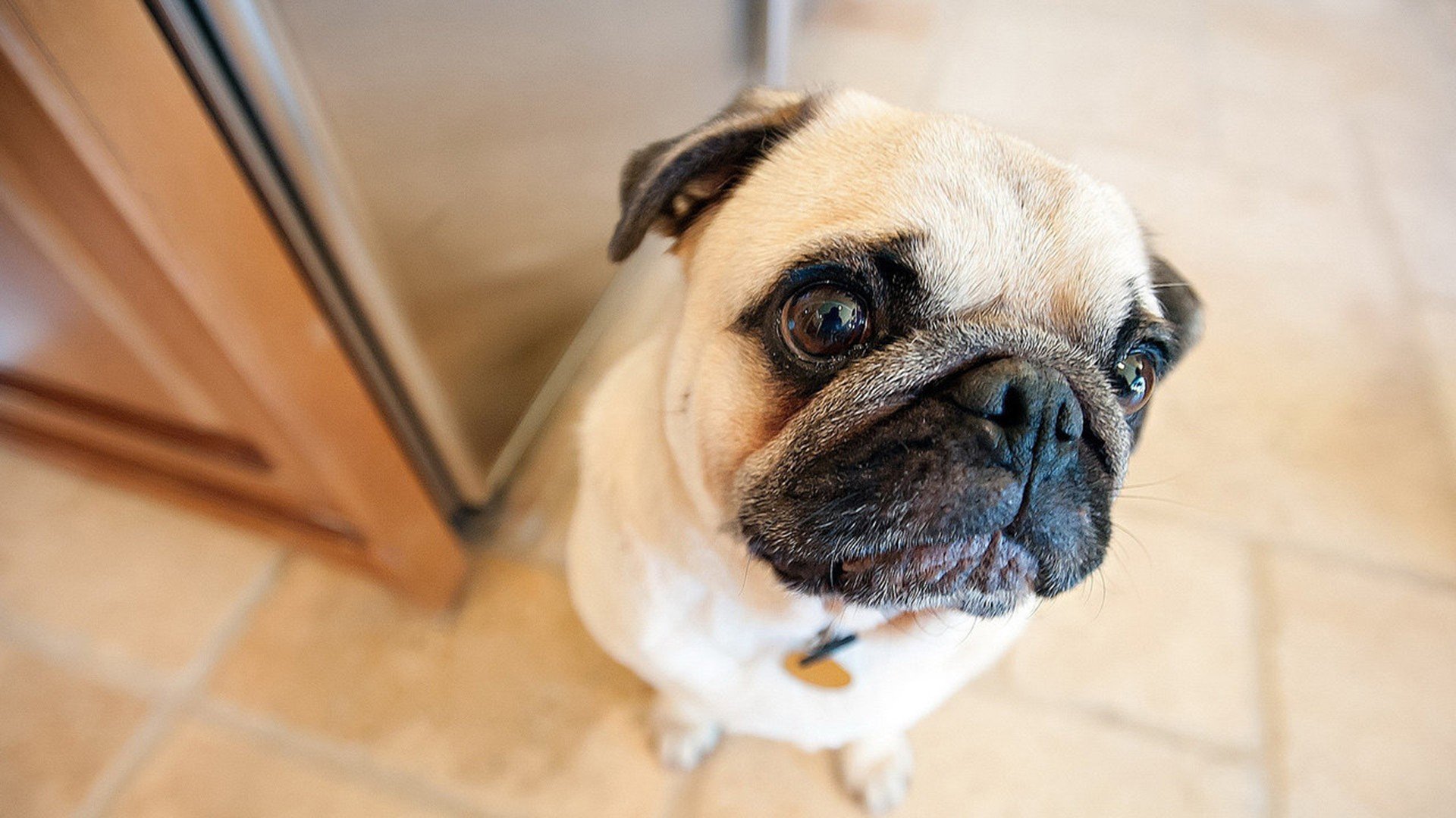 萌宠 动物 萌 可爱 宠物 古灵精怪 卖萌图 狗  汪星人