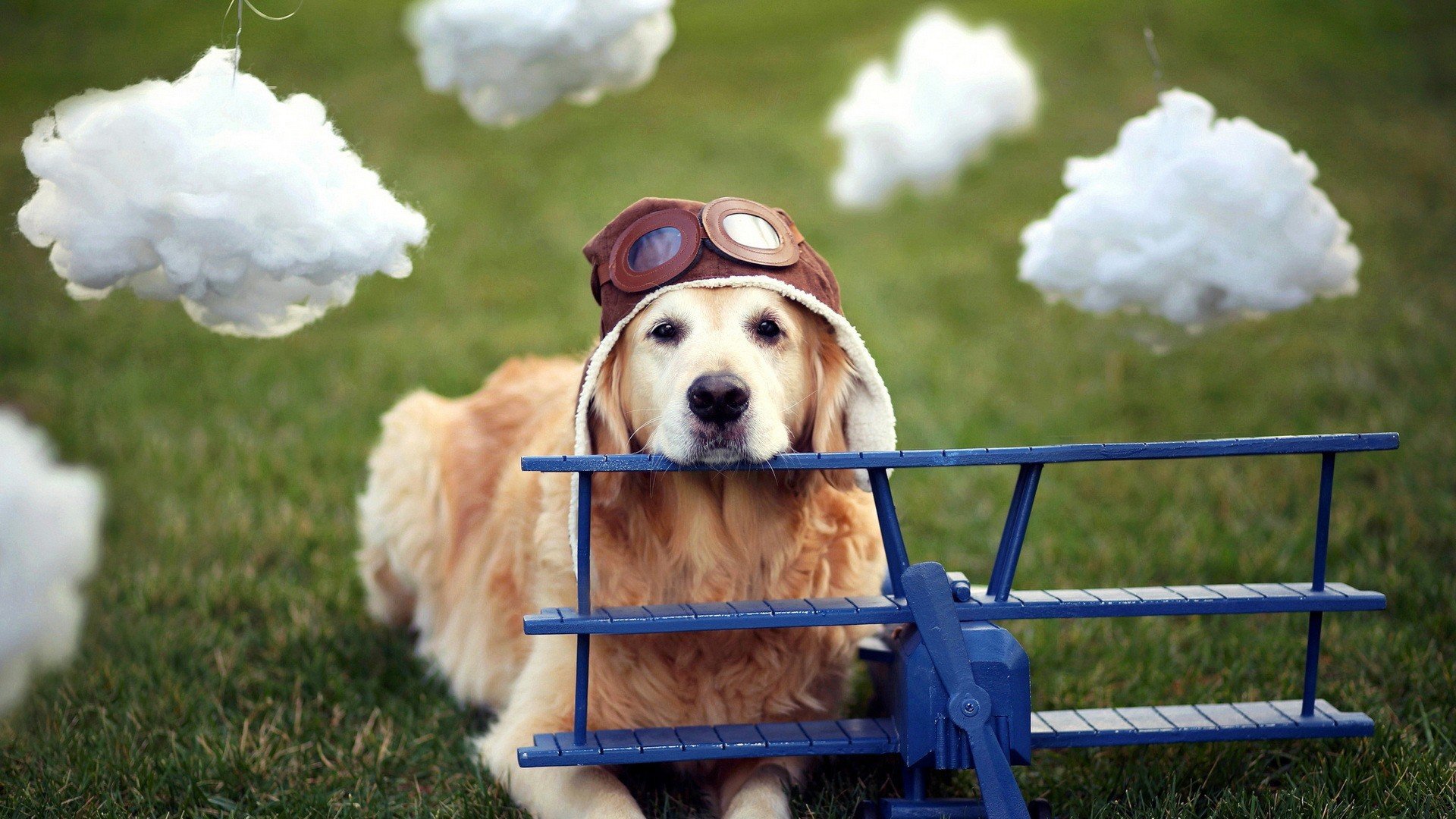 萌宠 动物 萌 可爱 宠物 古灵精怪 卖萌图 狗  汪星人